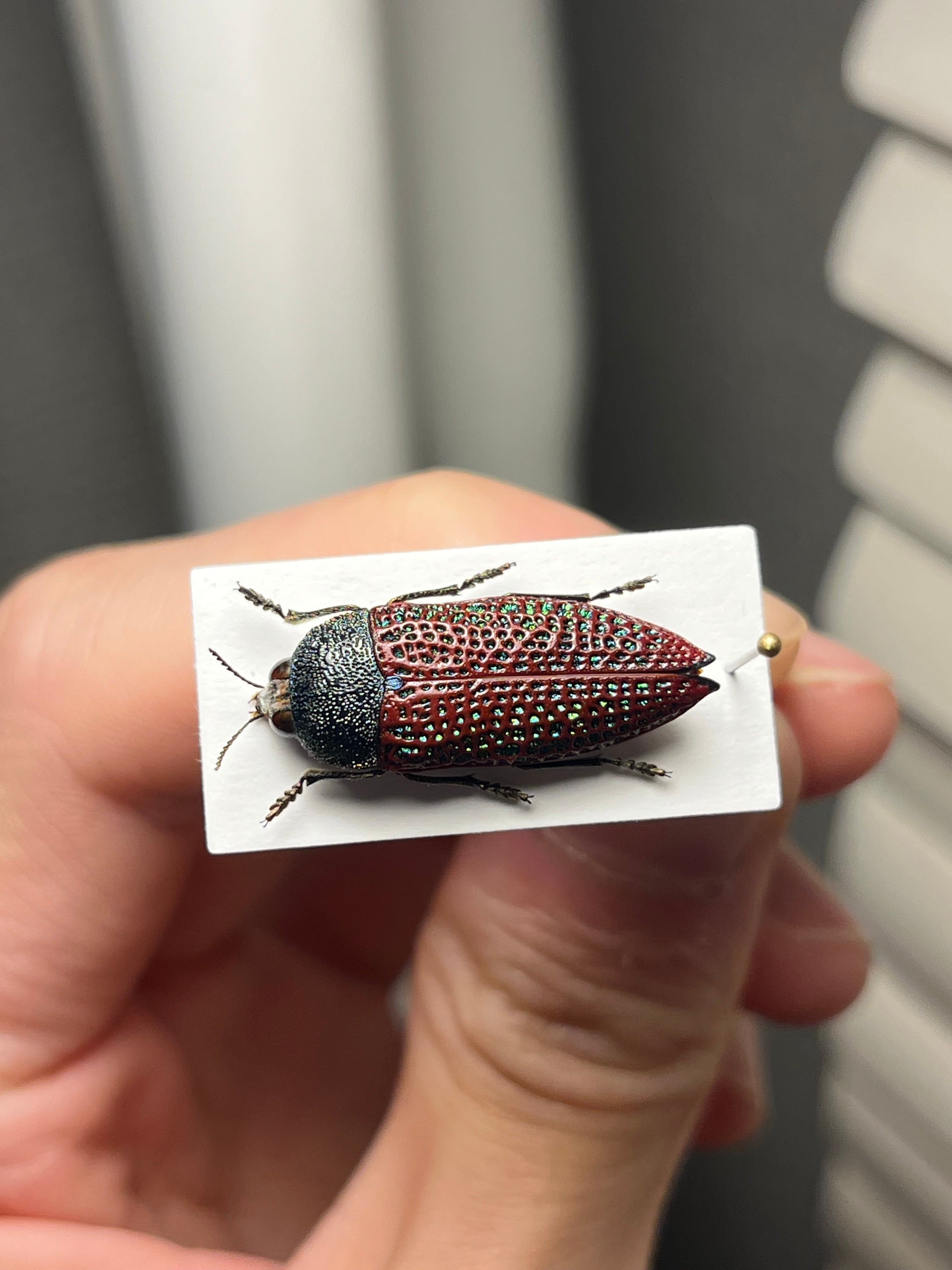 23mm】キラキラアラメムカシタマムシ 昆虫標本 標本 甲虫 カミキリ