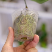 アンスリウム・レガレ / Anthurium Regale㉓│観葉植物