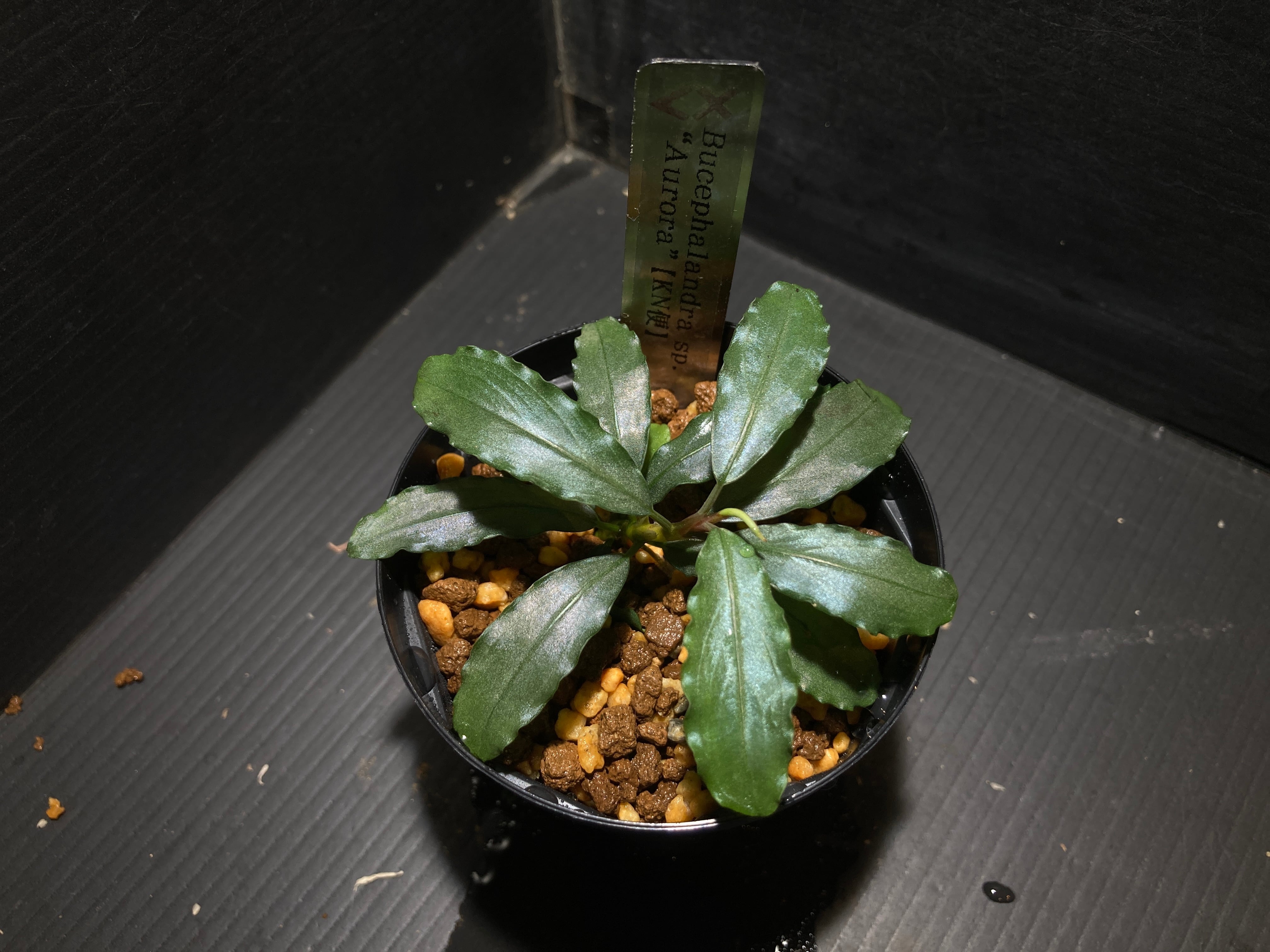 Bucephalandra sp. Isis Red【2025年11月 カミハタ入荷株】 | AquaFocus