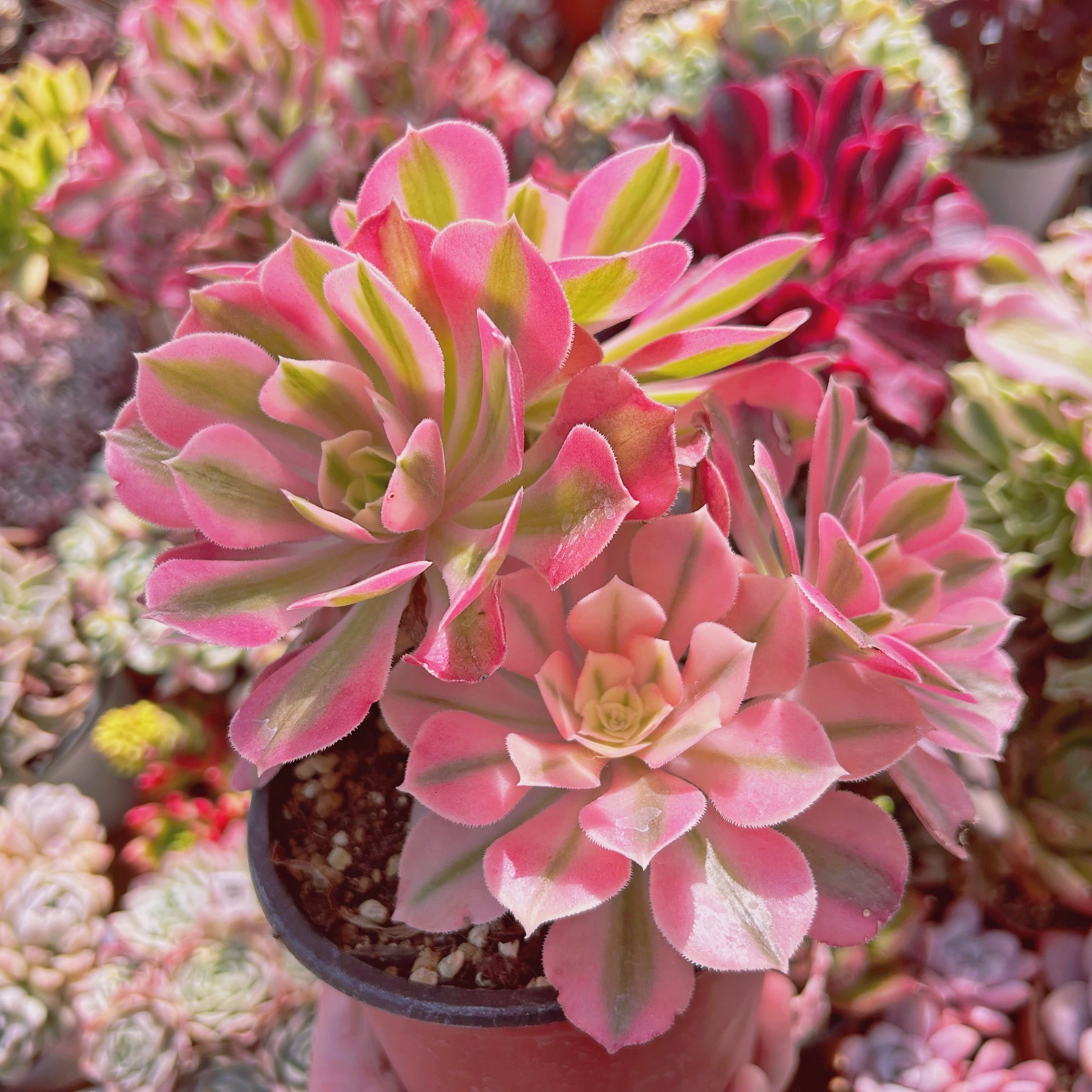 #745現物　超美苗　アフラダイティ(Aeonium 'Pink Witch')   特大　抜き苗