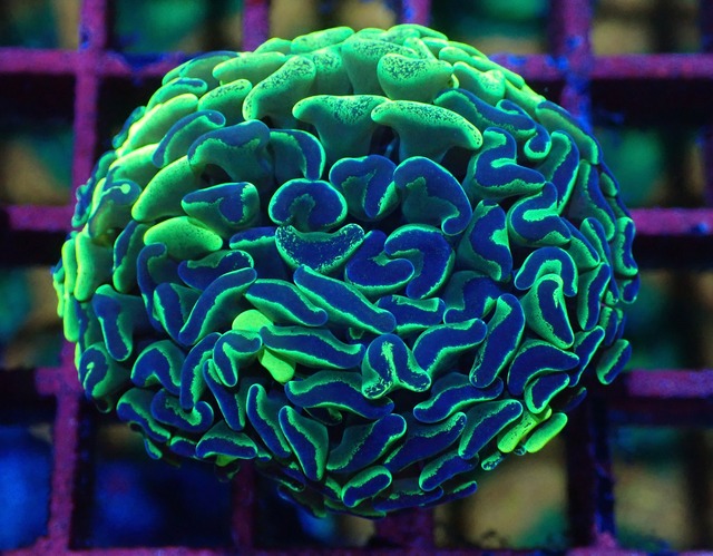 ParaAncora ToxicMerble 1