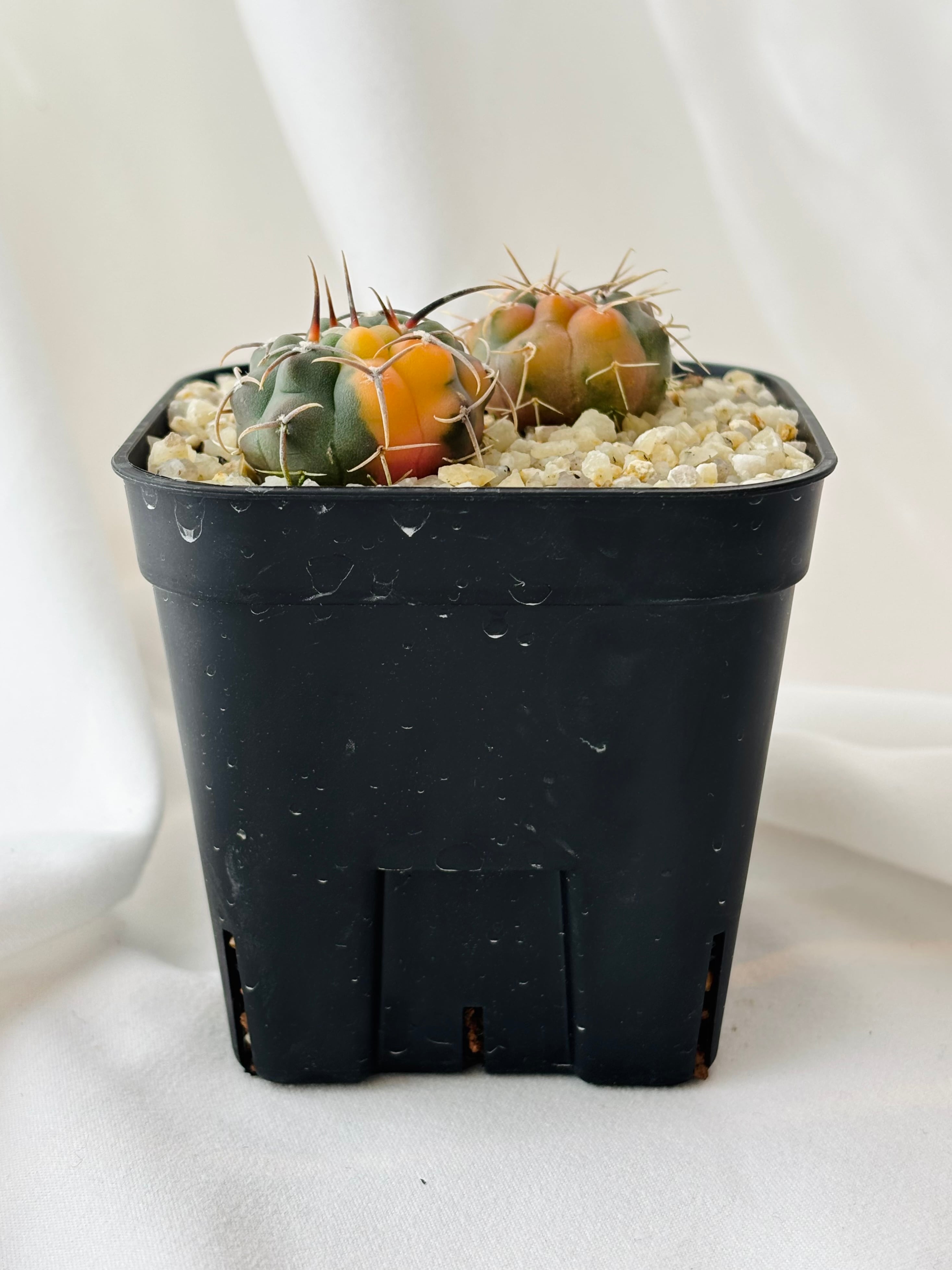 Gymnocalycium vatteri ギムノカリキウム バッテリー錦 サボテン