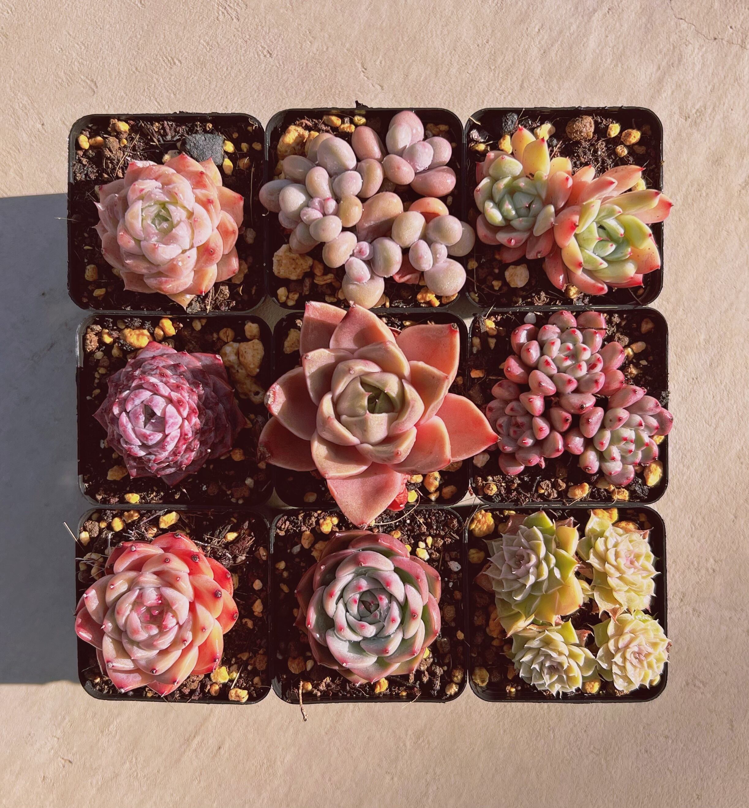 セットO(1月26日base販売会)