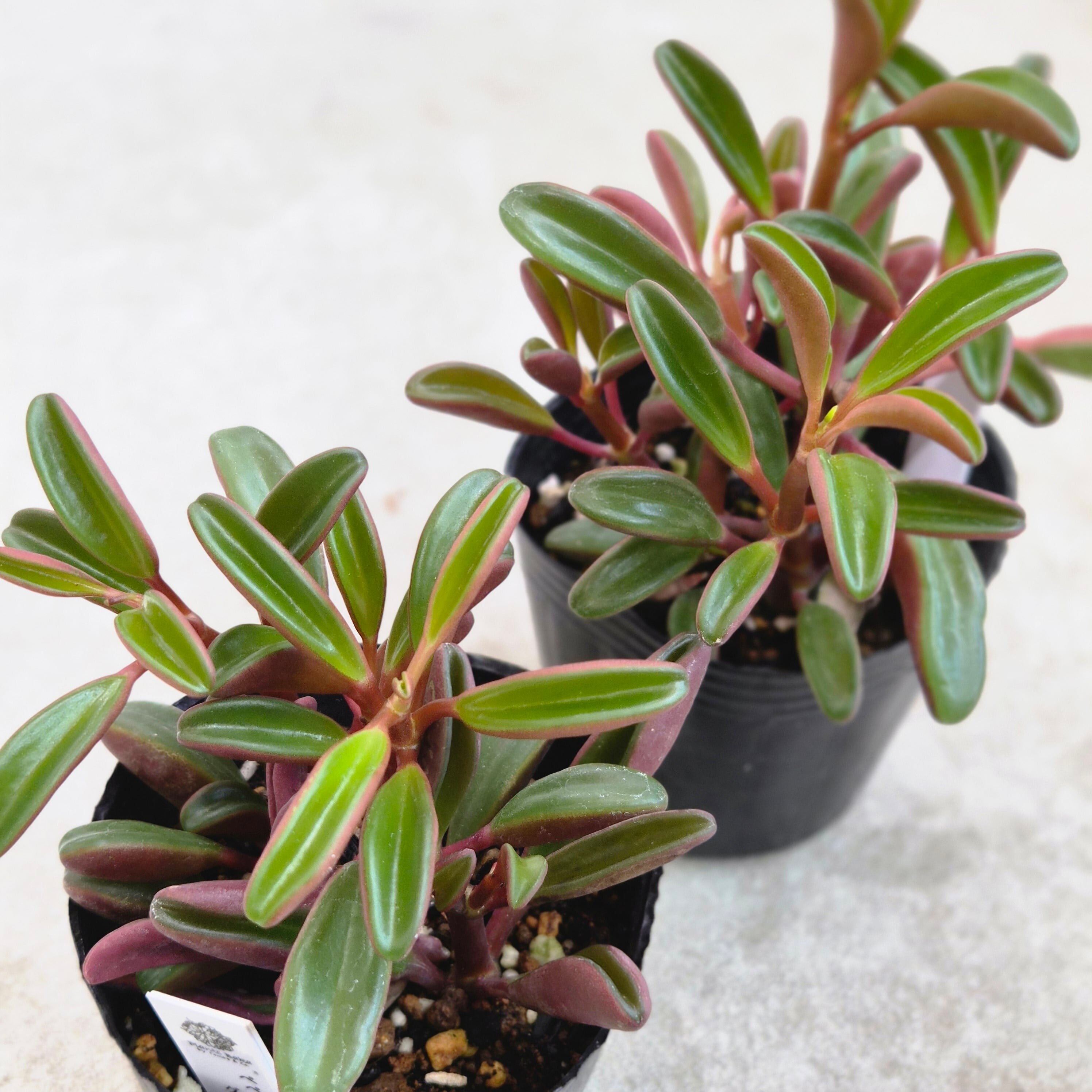 フィロデンドロン・ラディアツム | Plants Baka