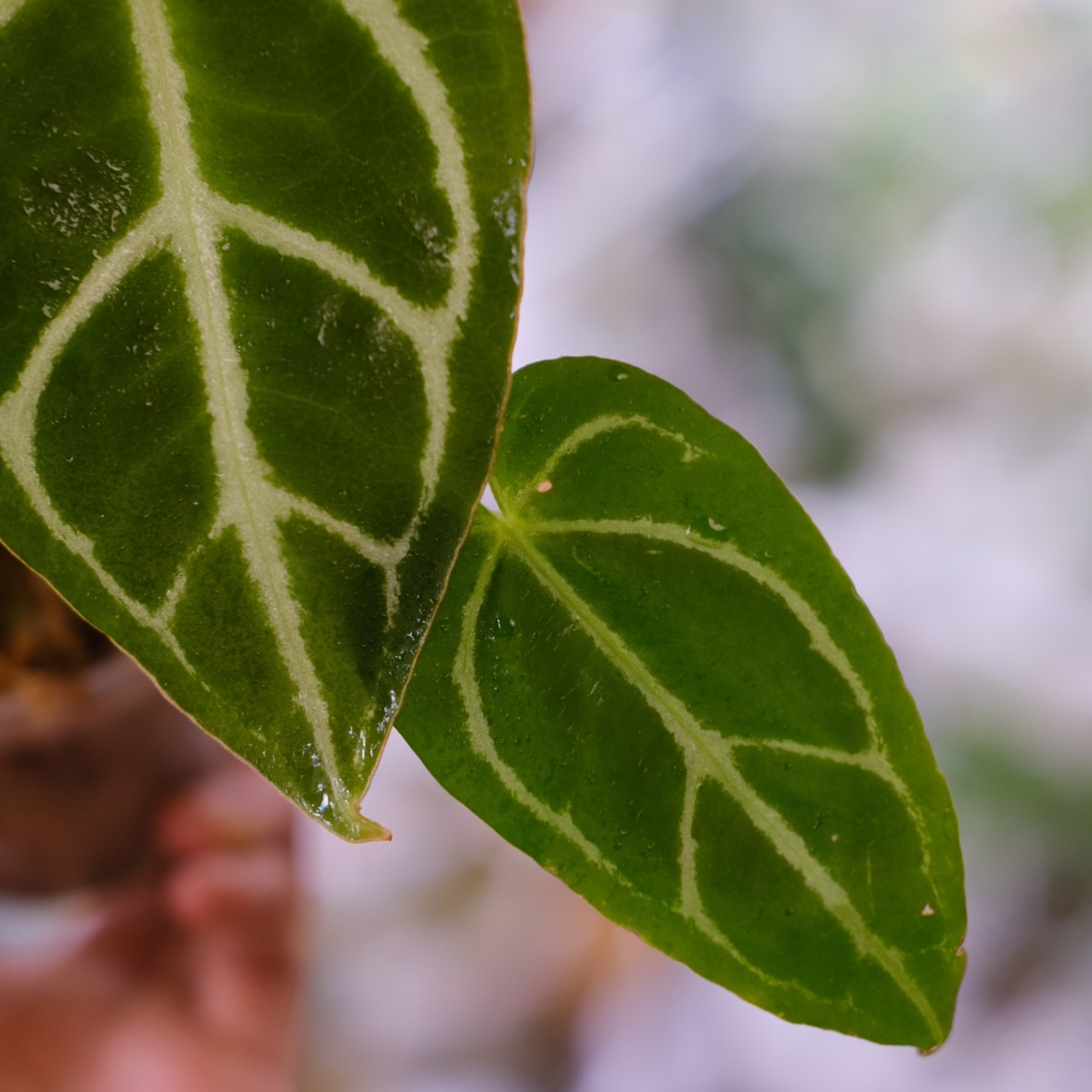 アンスリウム ドラヤキ × レッドクリスタリナム / Anthurium Dorayaki × Red Crystallinum③ / 観葉植物<育て方・花言葉>