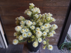 【現物】フィリカ プベッセンス ワフトフェザー 大株