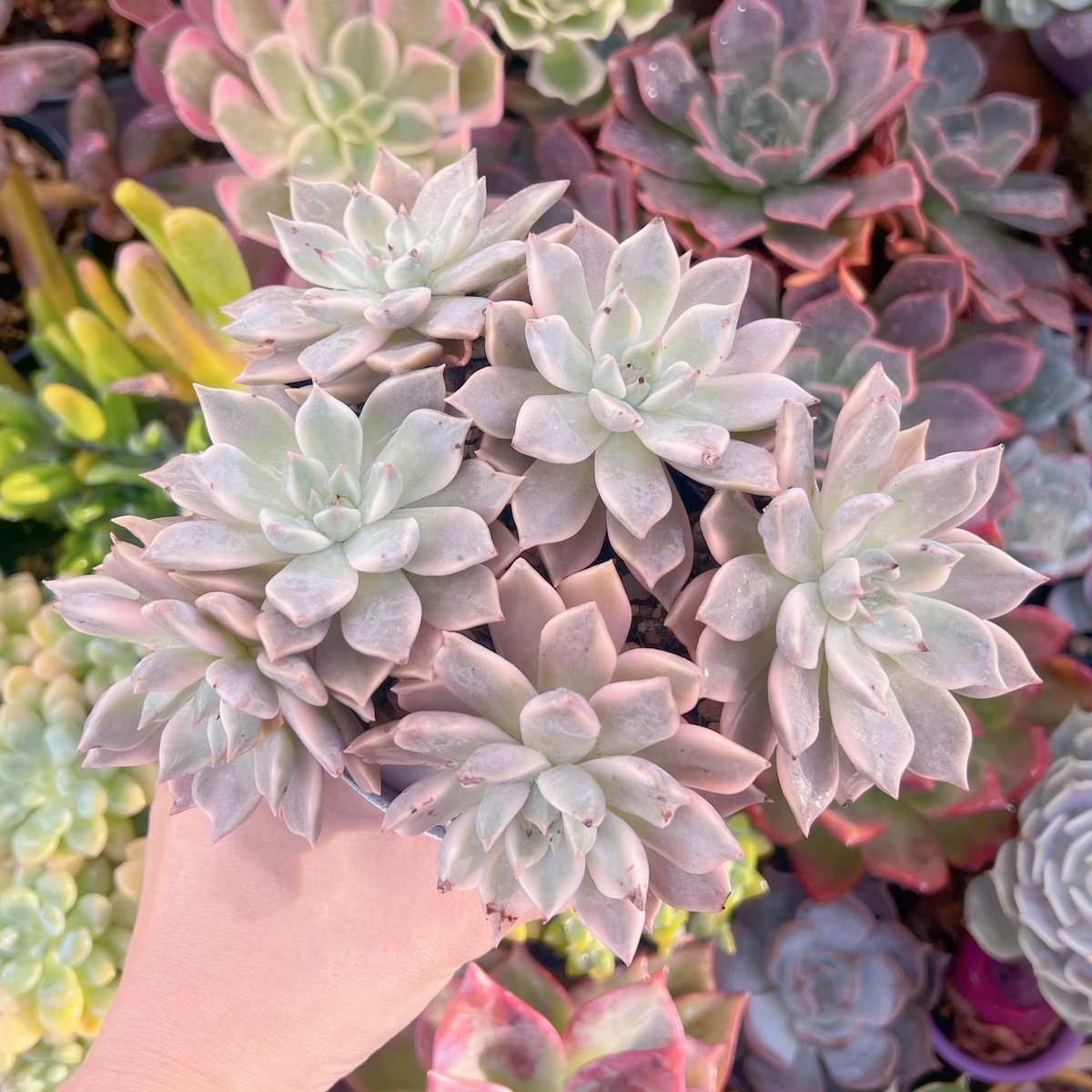 多肉植物 カリナ錦 4～6頭 新入荷 | るる農園~多肉植物専門
