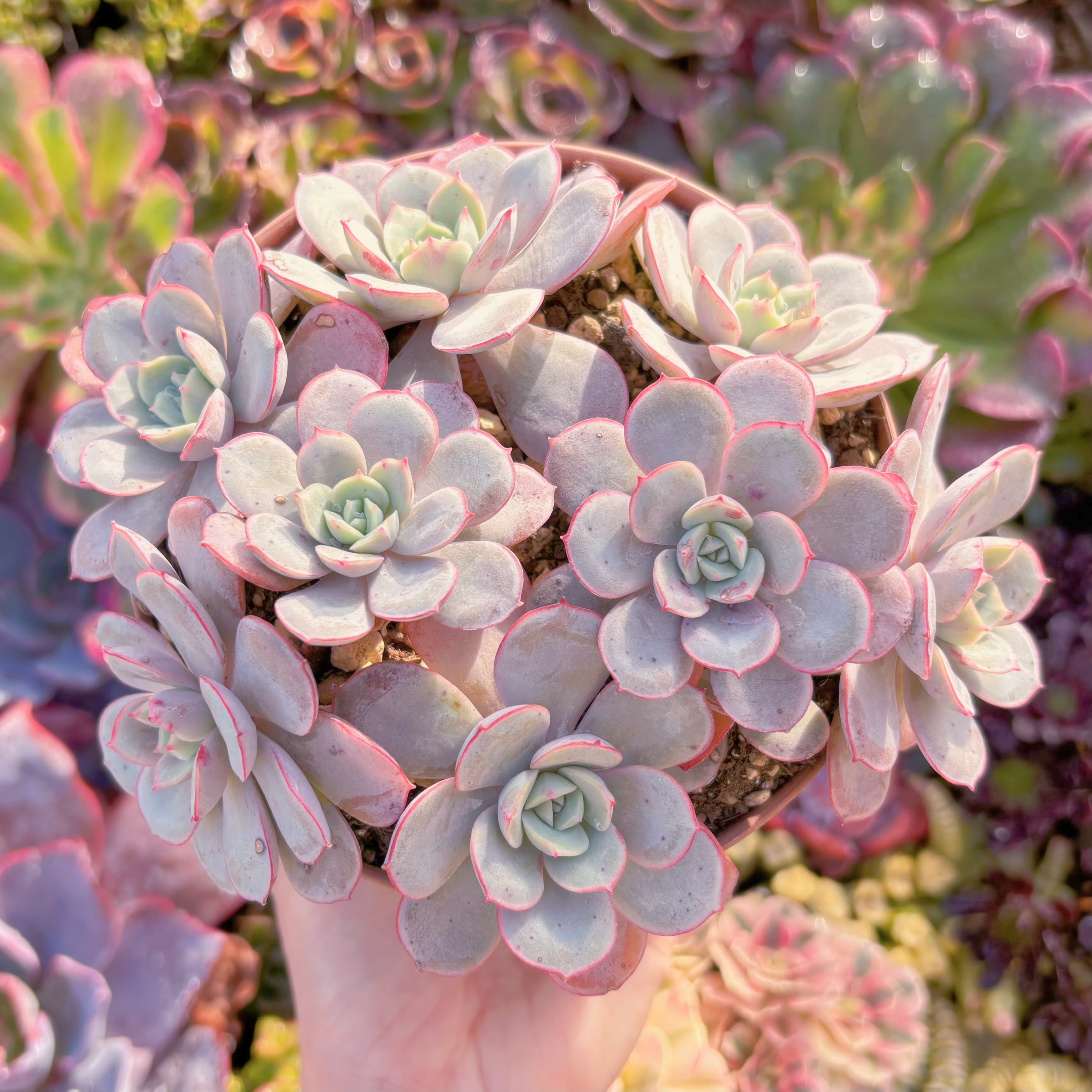 現品　凌波仙子（りょうはせんし）#A04　大群生　直径約18cm　新入荷　るる農園