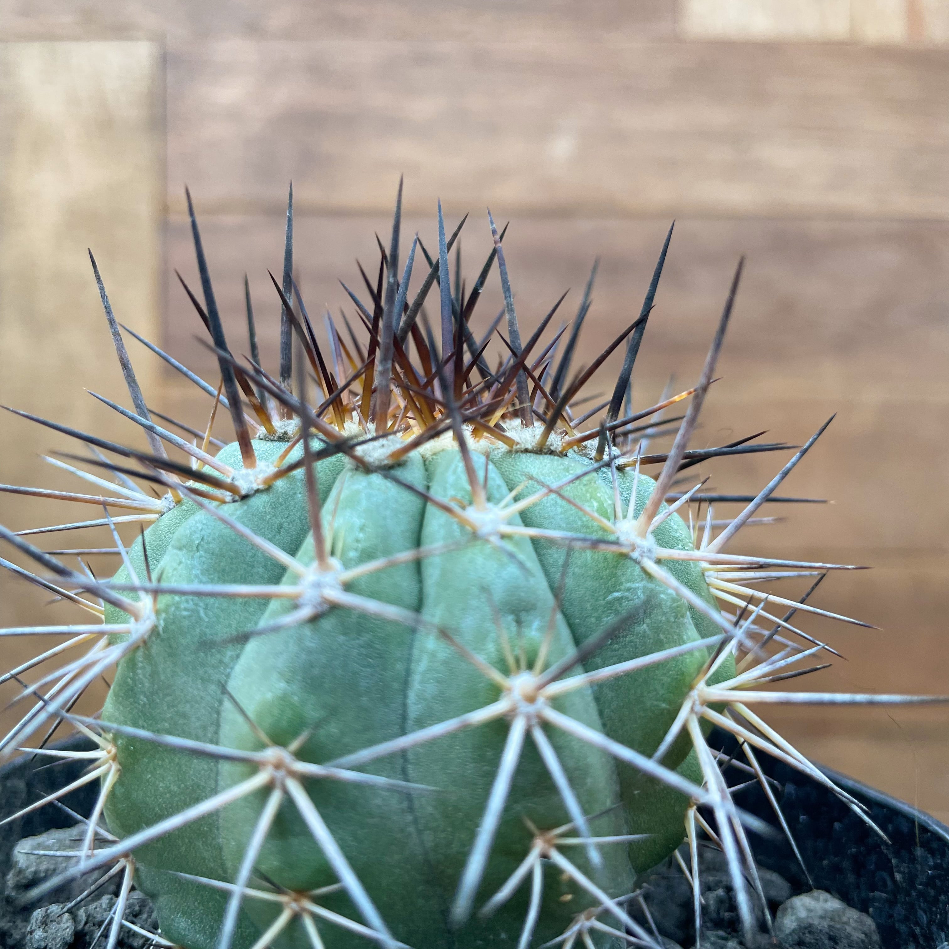 Copiapoa magnifica【コピアポア・マグニフィカ】 | RIMO'S GREEN