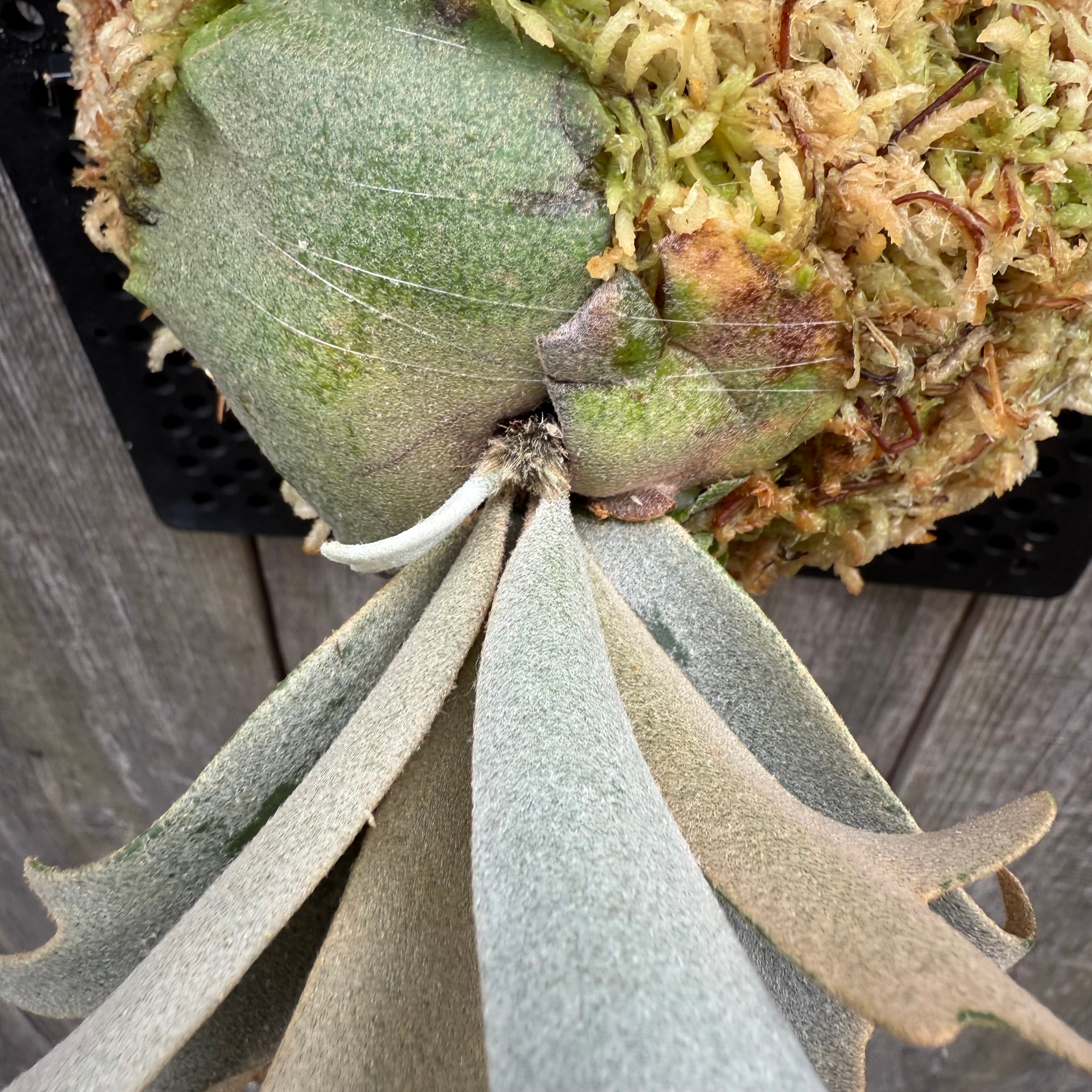 P. willinckii watchara sporelings dwarf (pup) | naturefix