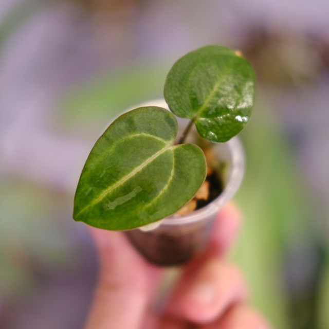 Anthurium Carlablackiae "RA5 x RA10"│アンスリウム カーラブラッキー②│観葉植物