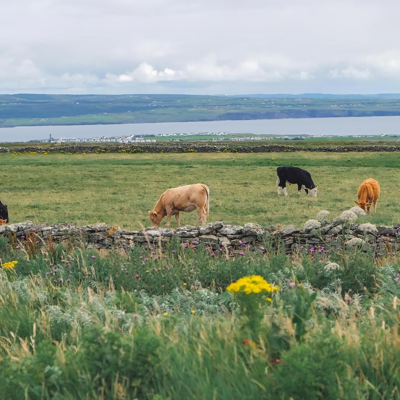 ケーヒルズ アイリッシュ ウイスキー グラスフェッド チェダー チーズアイルランド ジェムソン200g Cahills Ireland Original Irish Whiskey Grassfed Cheddar Cheese 200g
