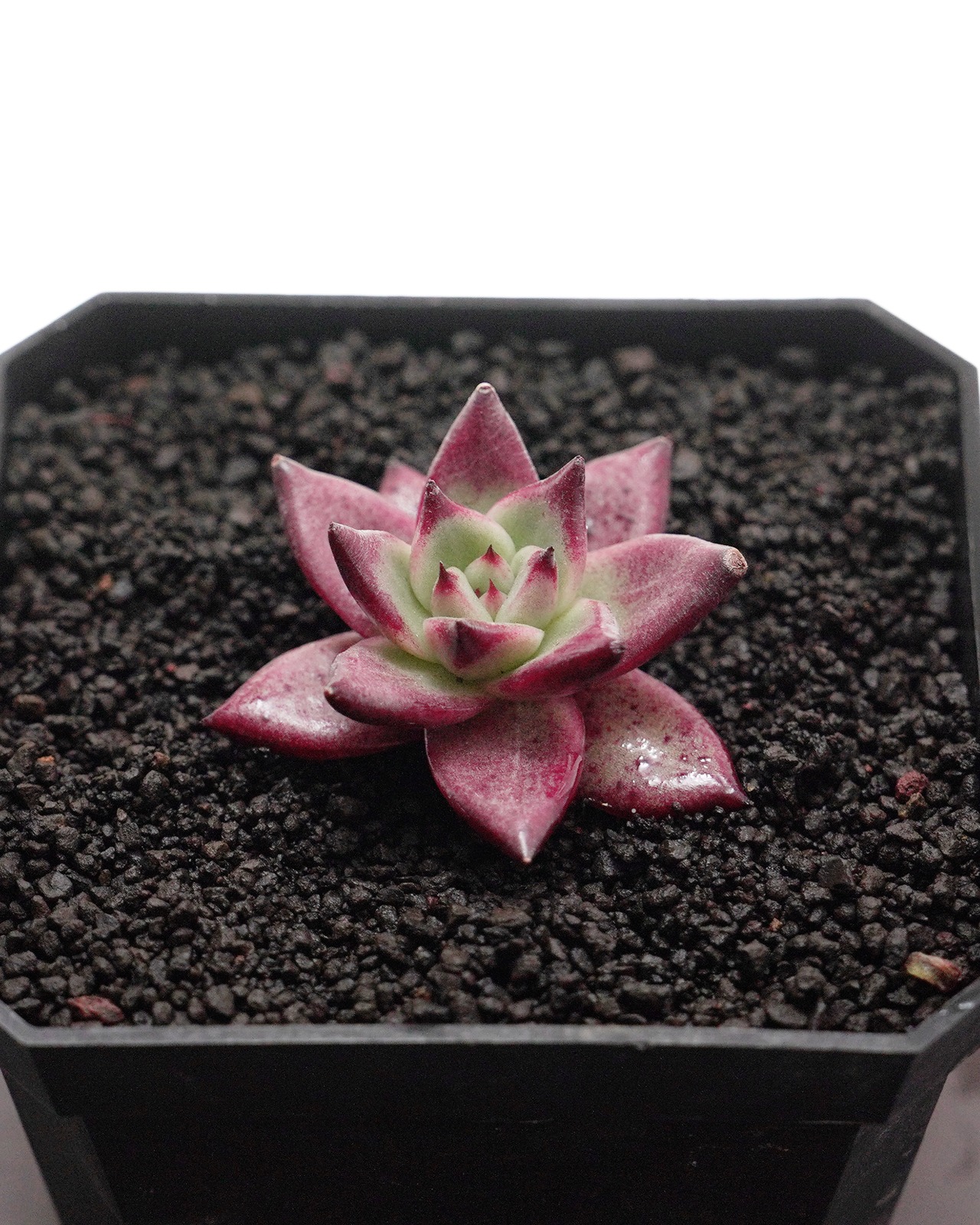 カット苗 ロカ Echeveria 'Roca'