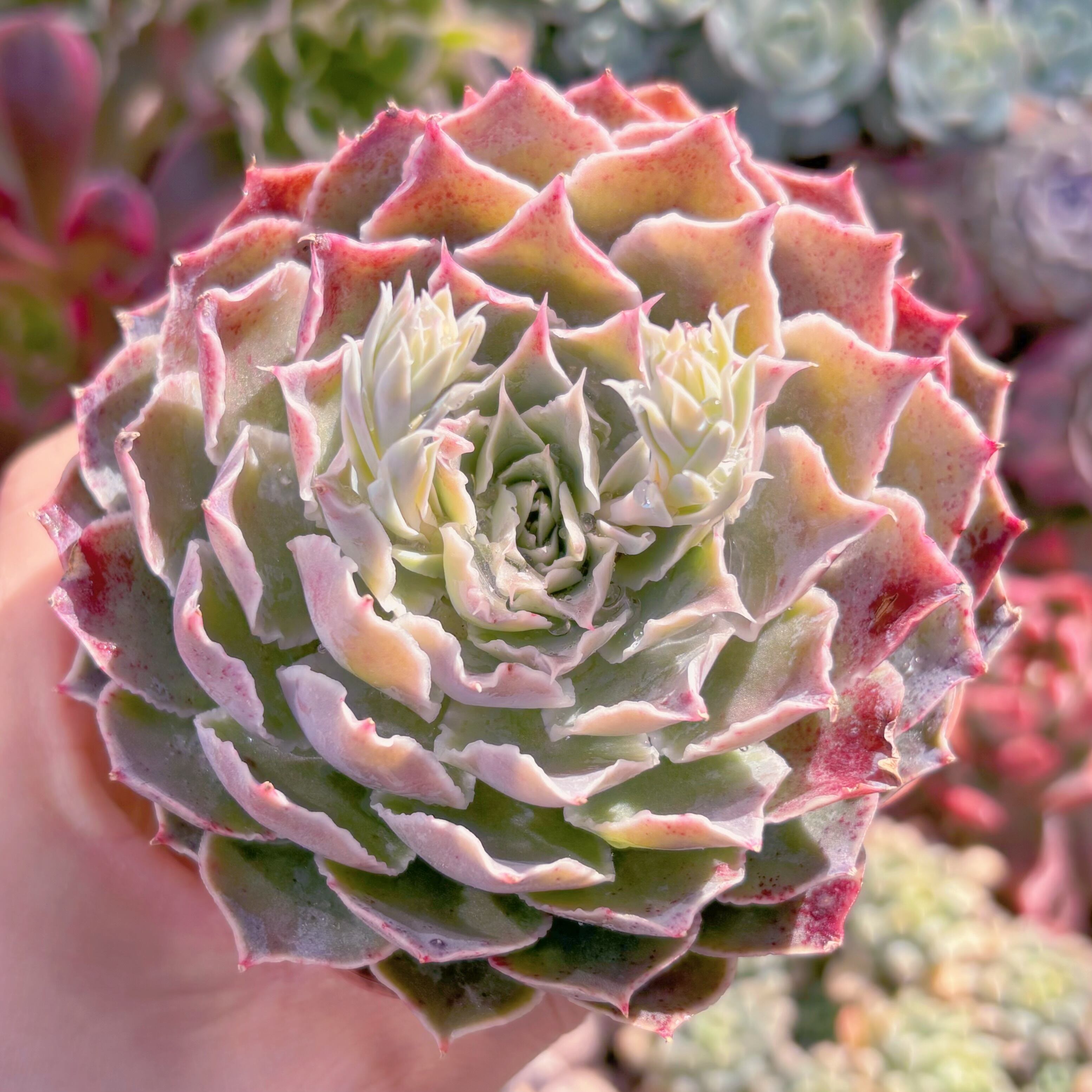 現品　Echeveria 'Laguna Sanchez'#041　るる農園