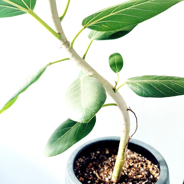 【Luxury Plants】フィカス ベンガレンシス 陶器鉢仕立て