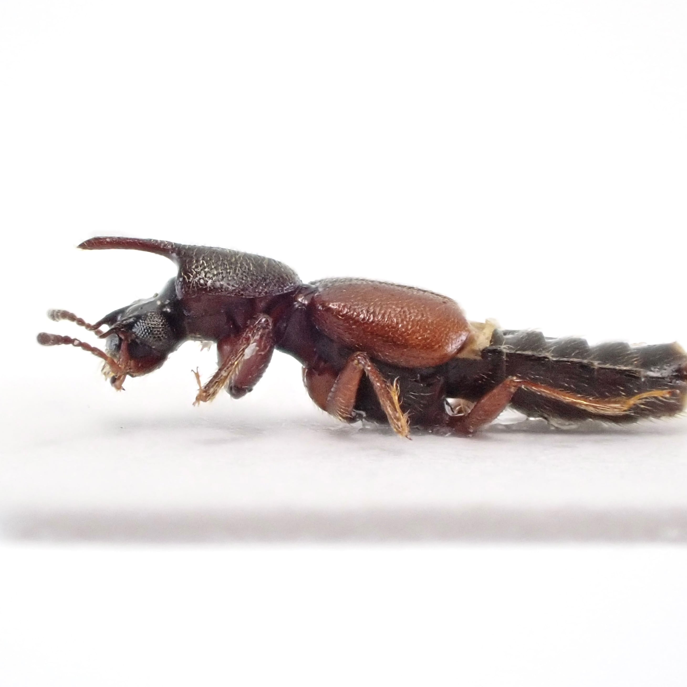 タジキスタン産 Bledius sp. 1ex 6mm | 昆虫標本 Diggers & Rollers