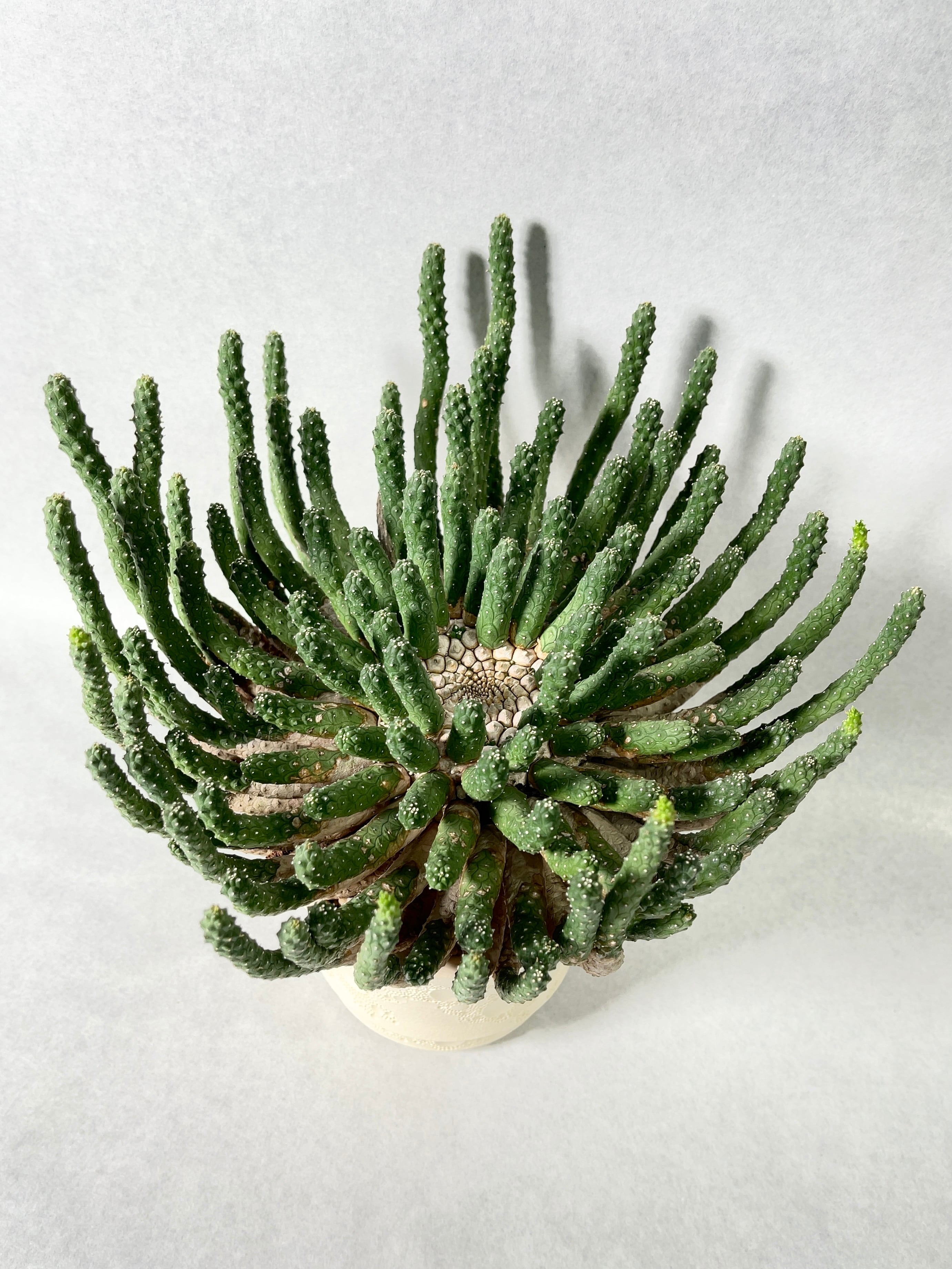 d47531adebfb41807c4acc0125747d