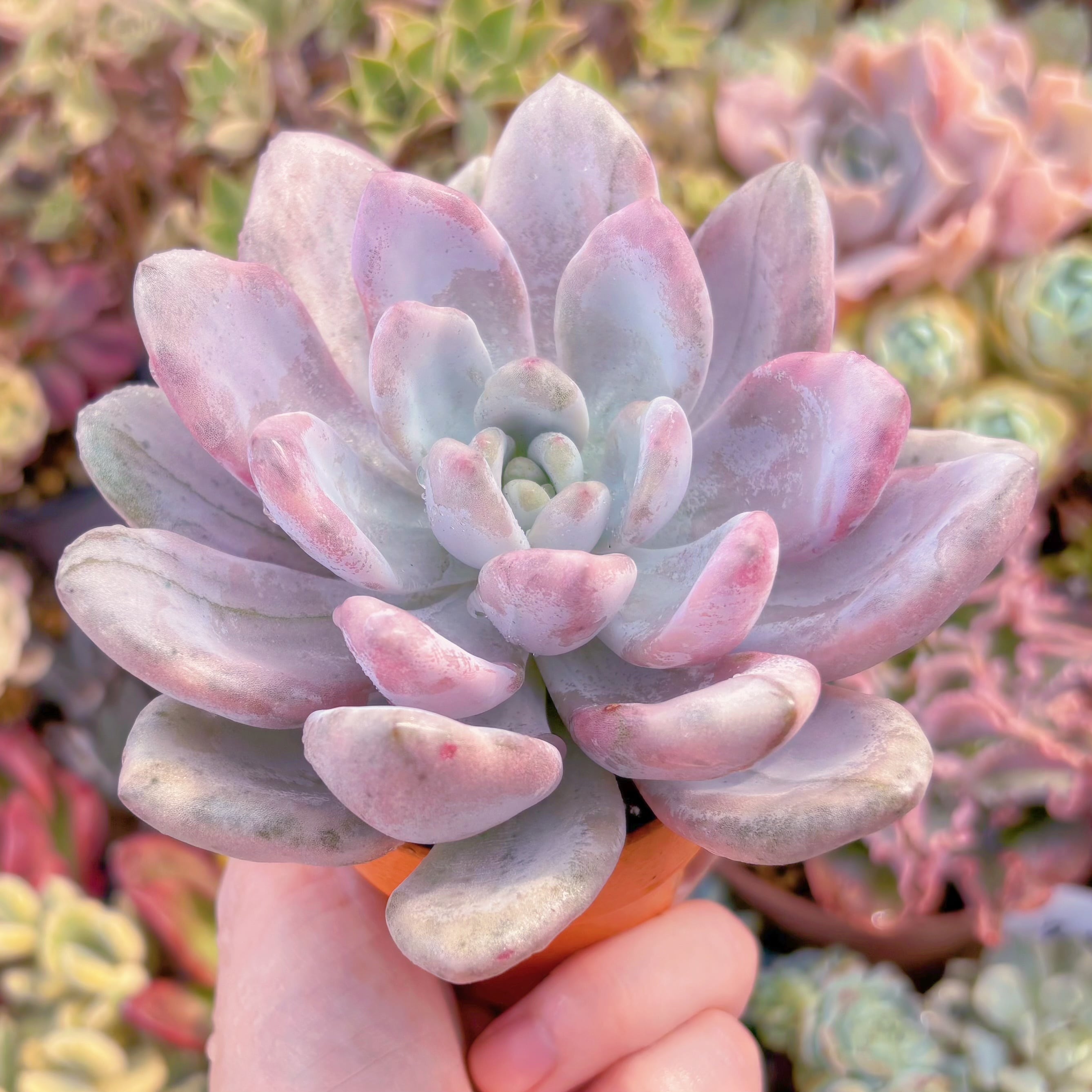 多肉植物 オパリナ錦 新入荷 るる農園 | るる農園~多肉植物専門