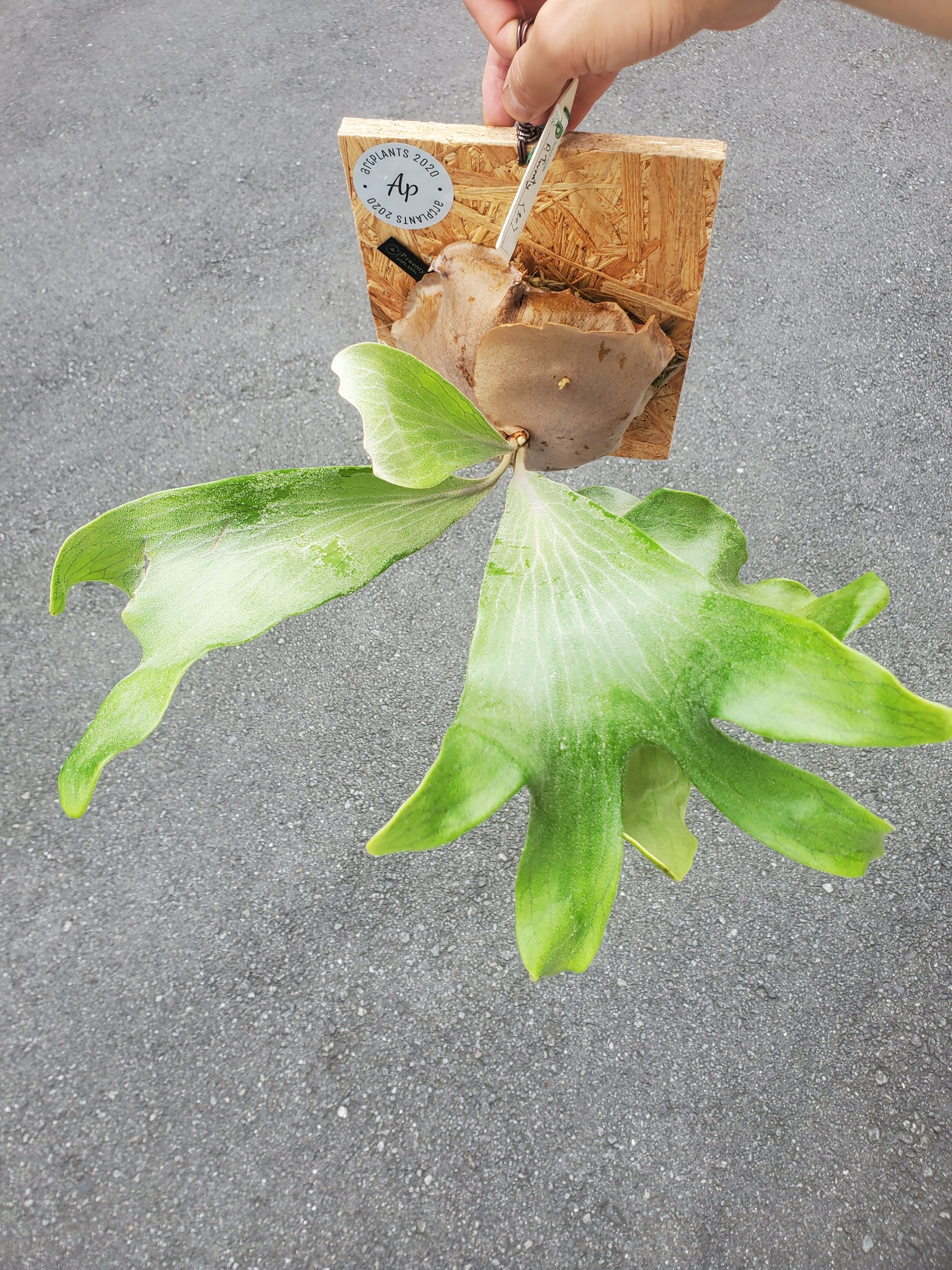 現品親株　大株　ビカクシダ　ヒリー　twenty OC yot#20 現品親株 大株 ビカクシダ ヒリー twenty OC yot#20