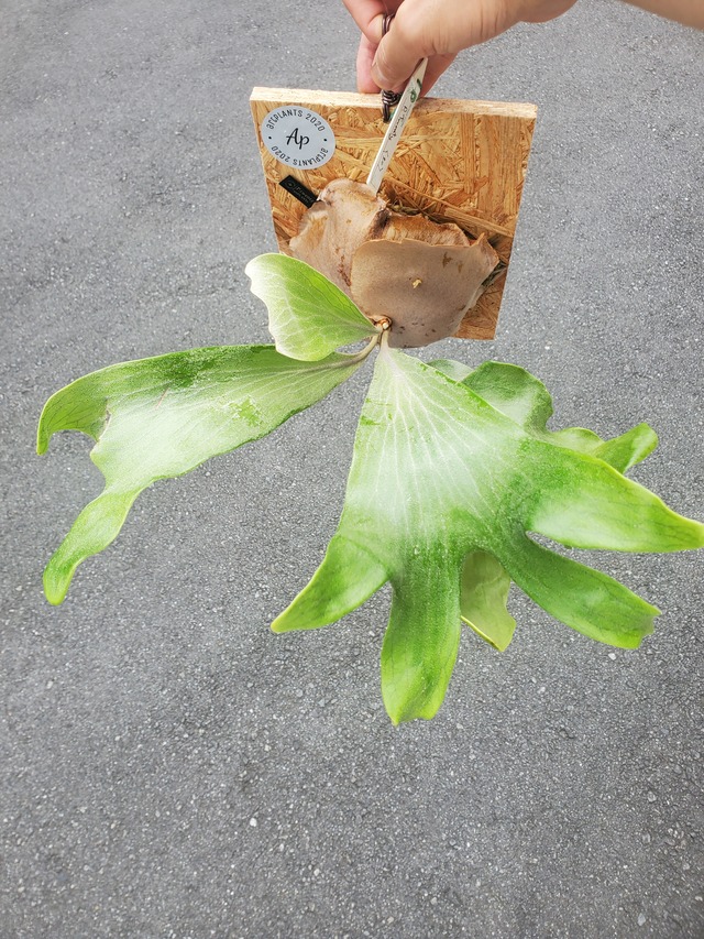 P.Twenty (Yot#20) 【artPLANTs】ビカクシダ/Platycerium