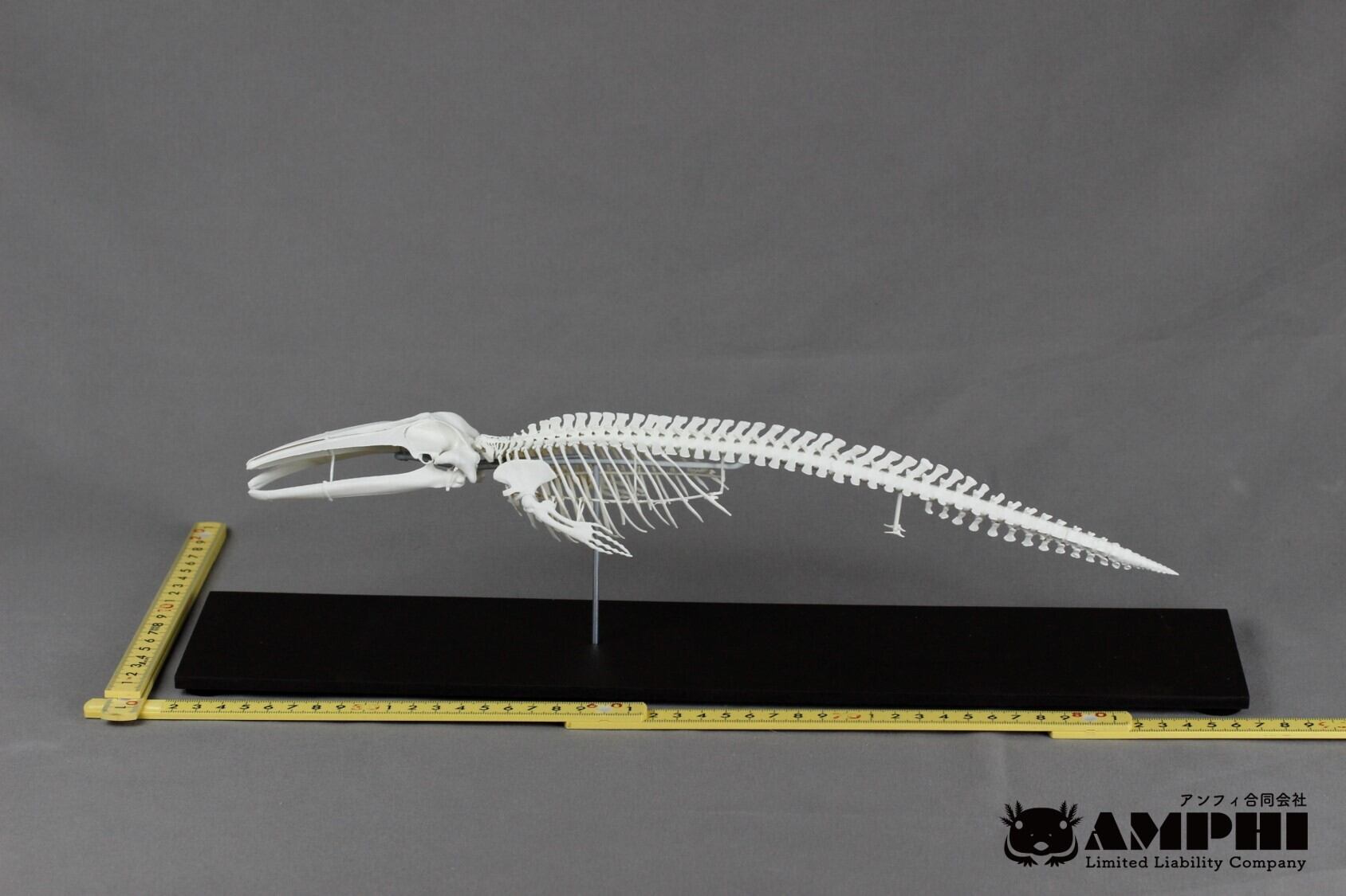 ナガスクジラ 縮小全身骨格レプリカ Fin whale, miniature whole body