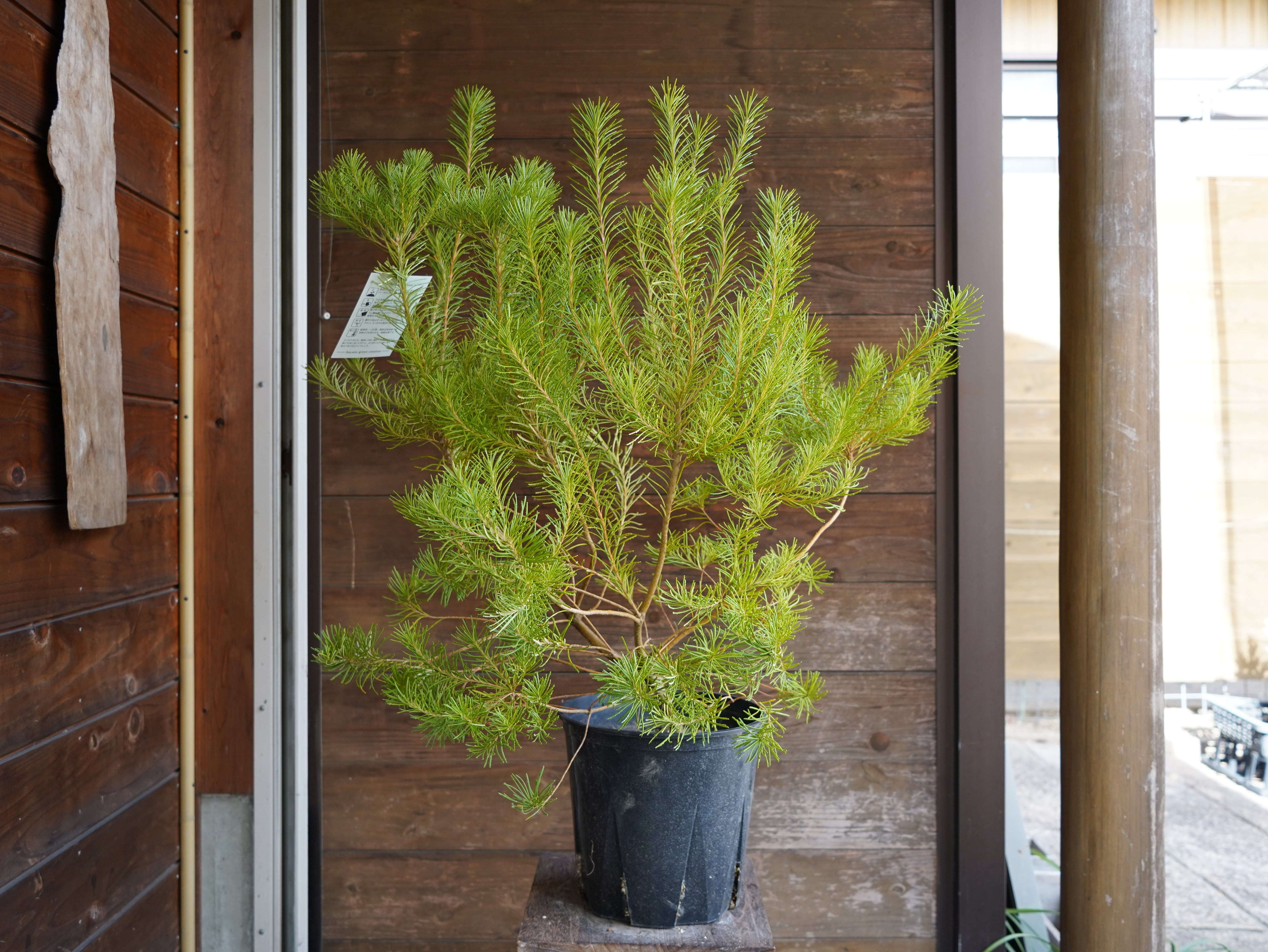 【現物】バンクシア　”スピヌローサ”　オーレア