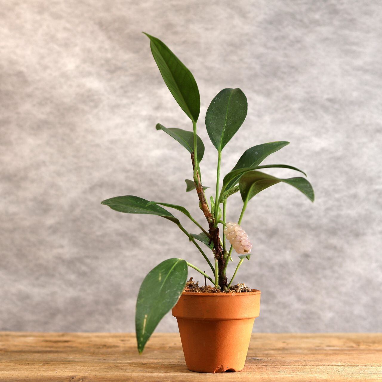 277 小さな宝石『アンスリウム スカンデンス』｜観葉植物【送料無料