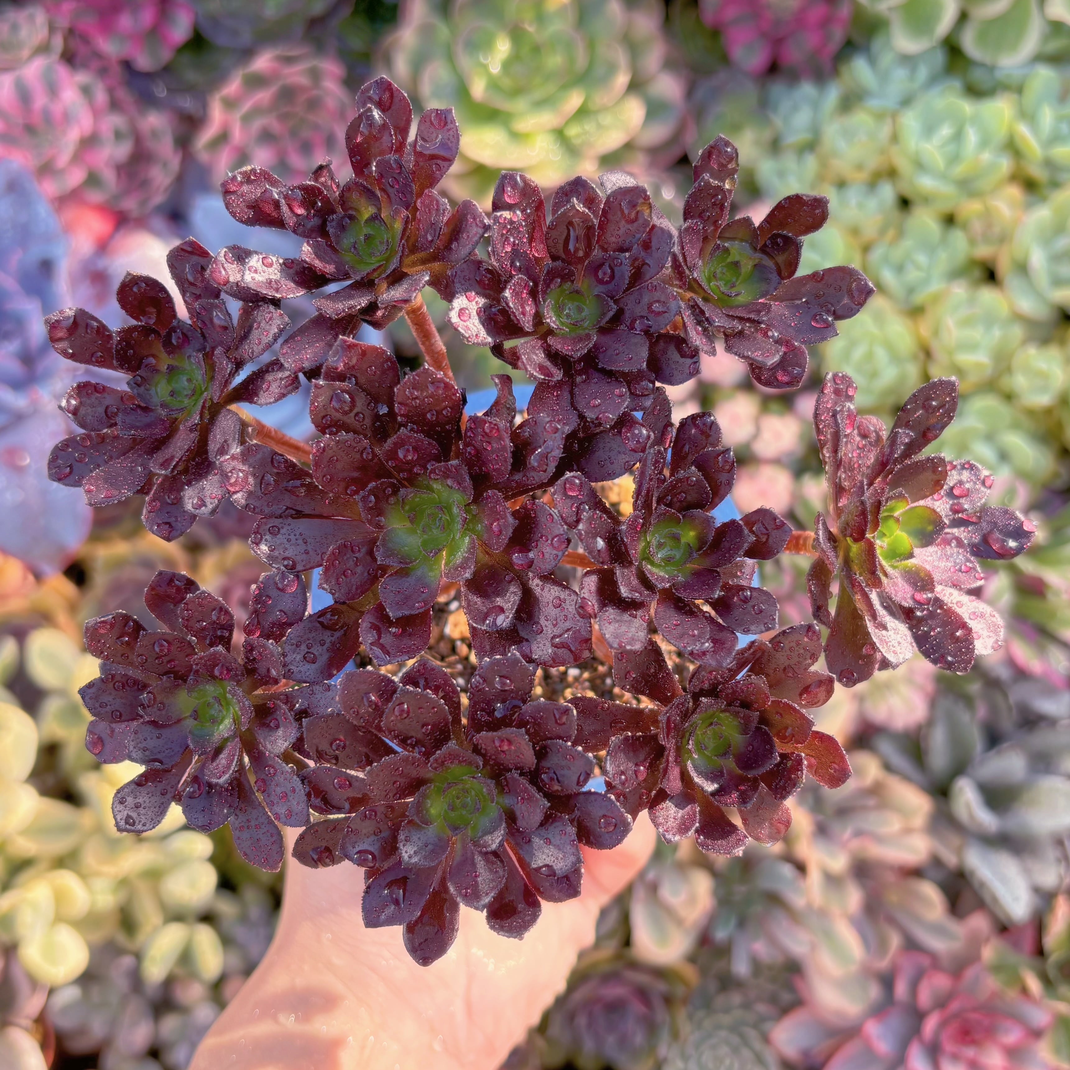 Top【選抜株】多肉植物　24932ダークナイト　9個　鉢無し/脱土 多肉植物 ダークナイト 大苗 超レア苗 韓国苗 美苗 #704 | Pay ID