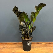 ザミオクルカス ザミフォーリア レイヴン 植え込み品【1149】