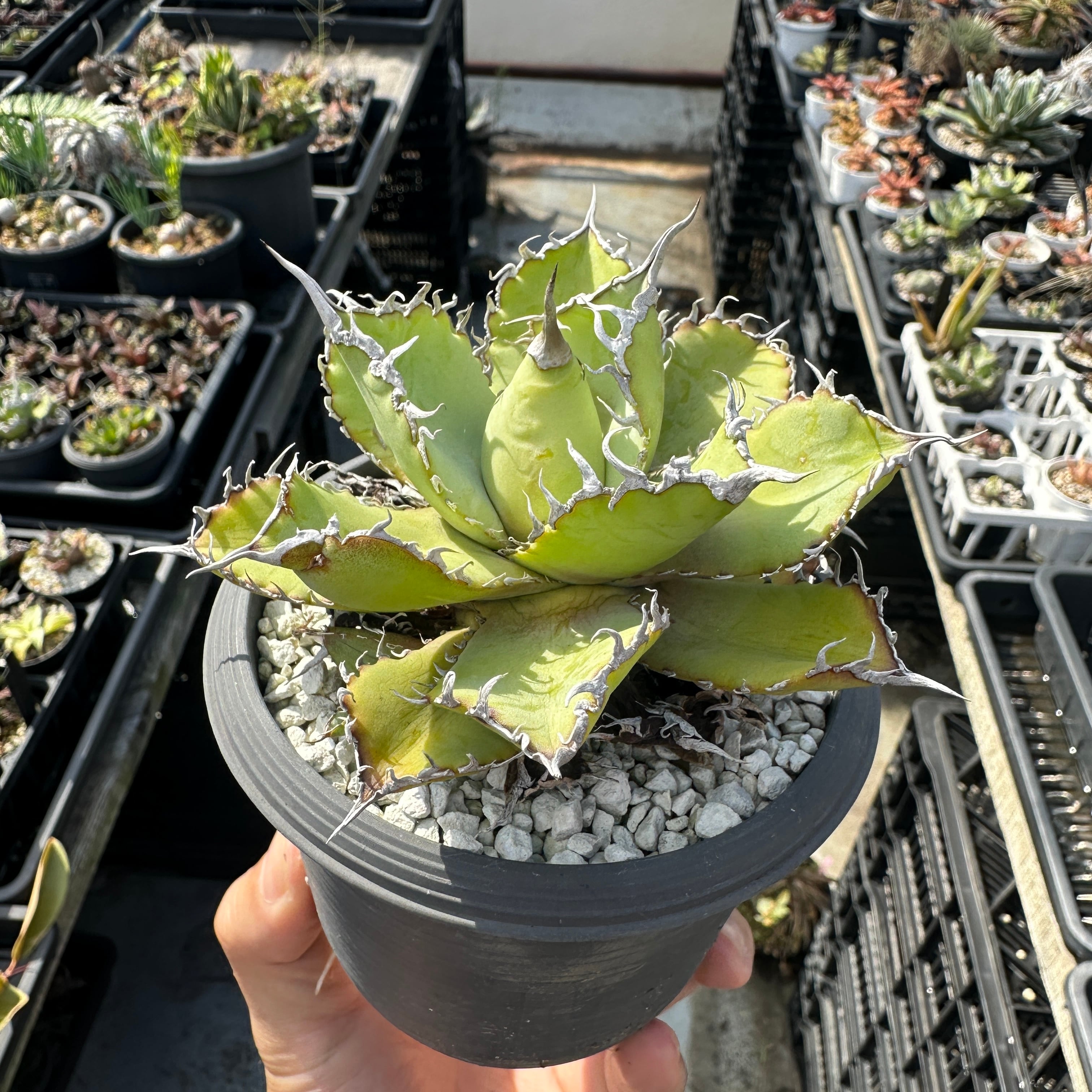 アガベ　フィリグリー　親株　大株 アガベ チタノタ フィリグリー 親株 OC 【公式通販】