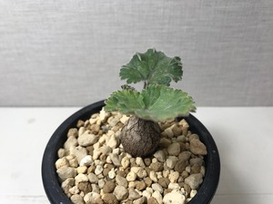 ペラルゴニウム ロバツム