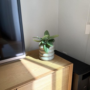 スキンダプサス・ムーンライト