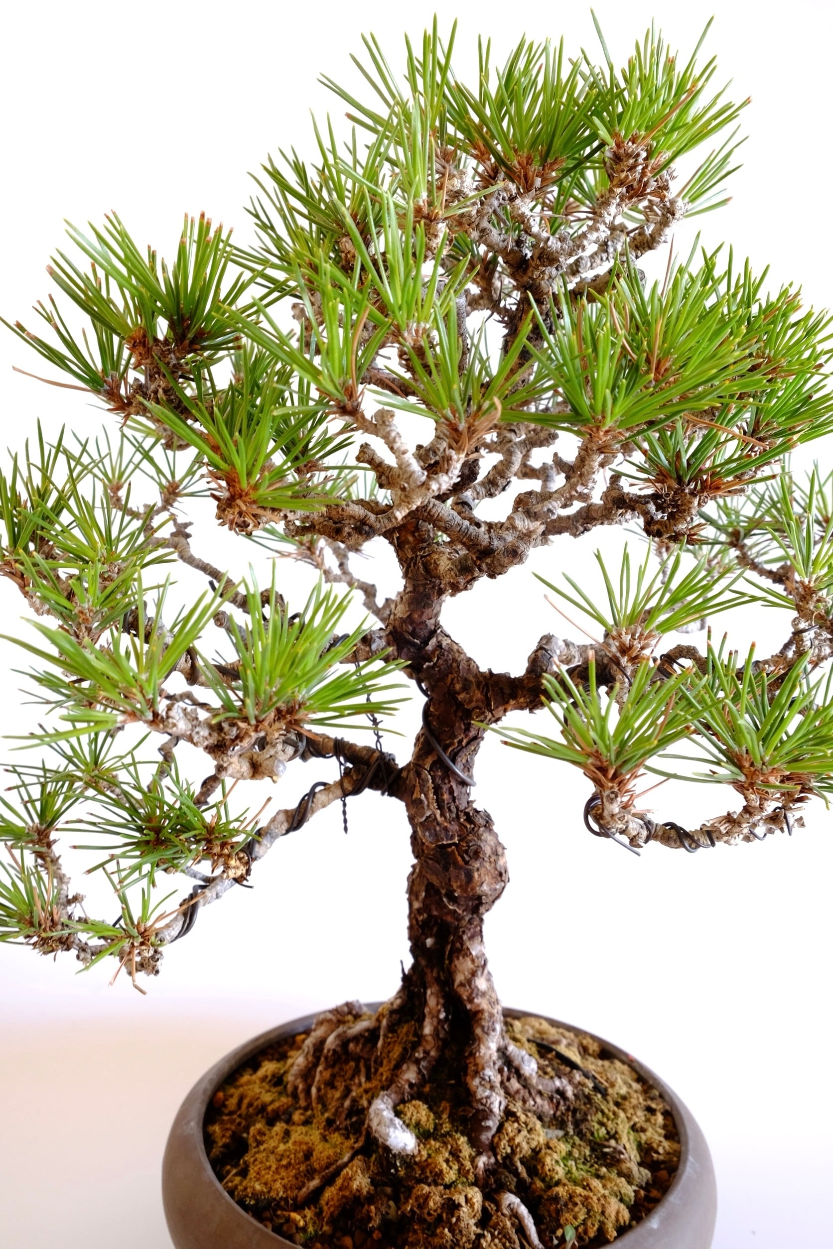 5. 黒松 Kuromatsu (Black pine) | BONSAI CLUB TOKYO