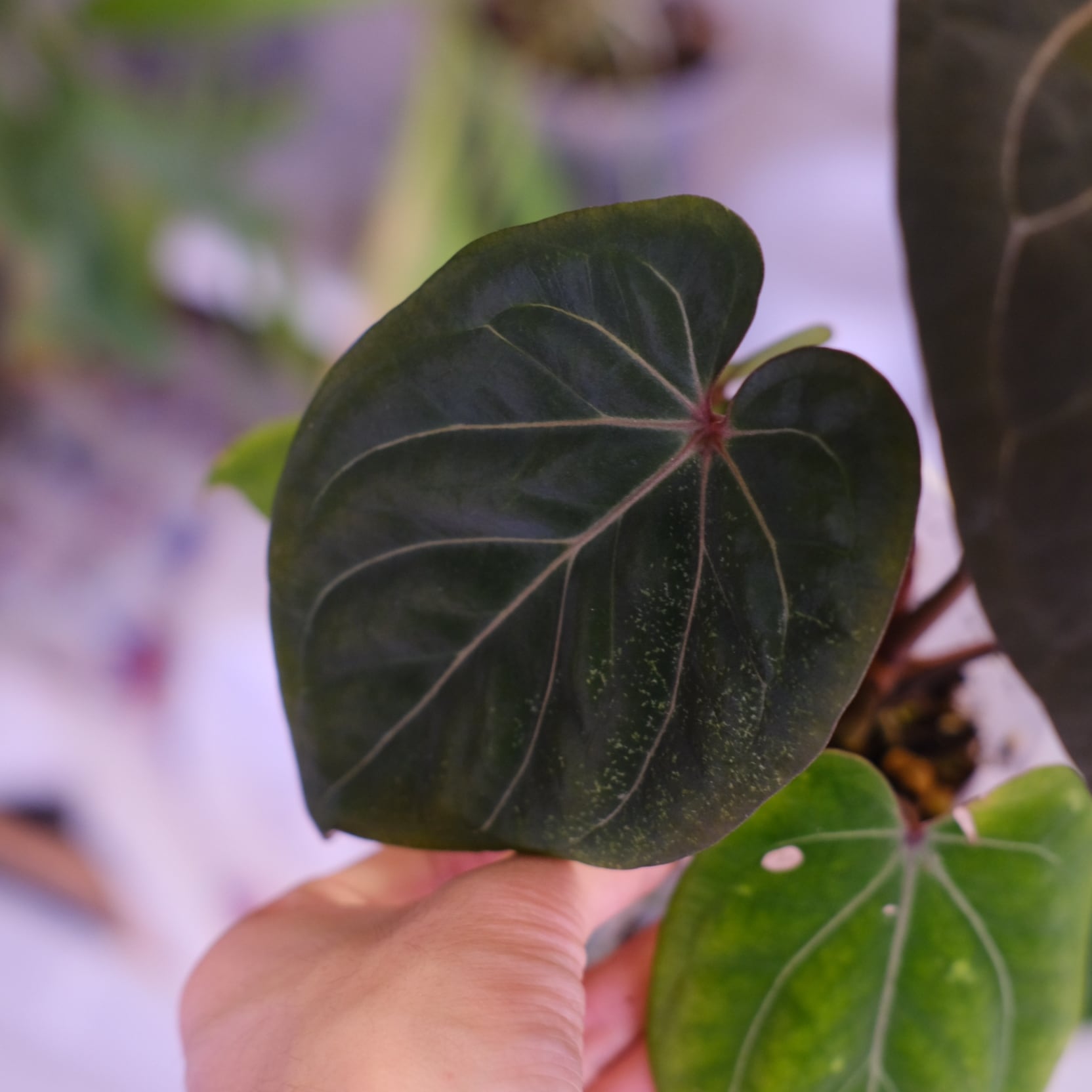 アンスリウム・キングオブスペード × ミシェル③│Anthurium King of