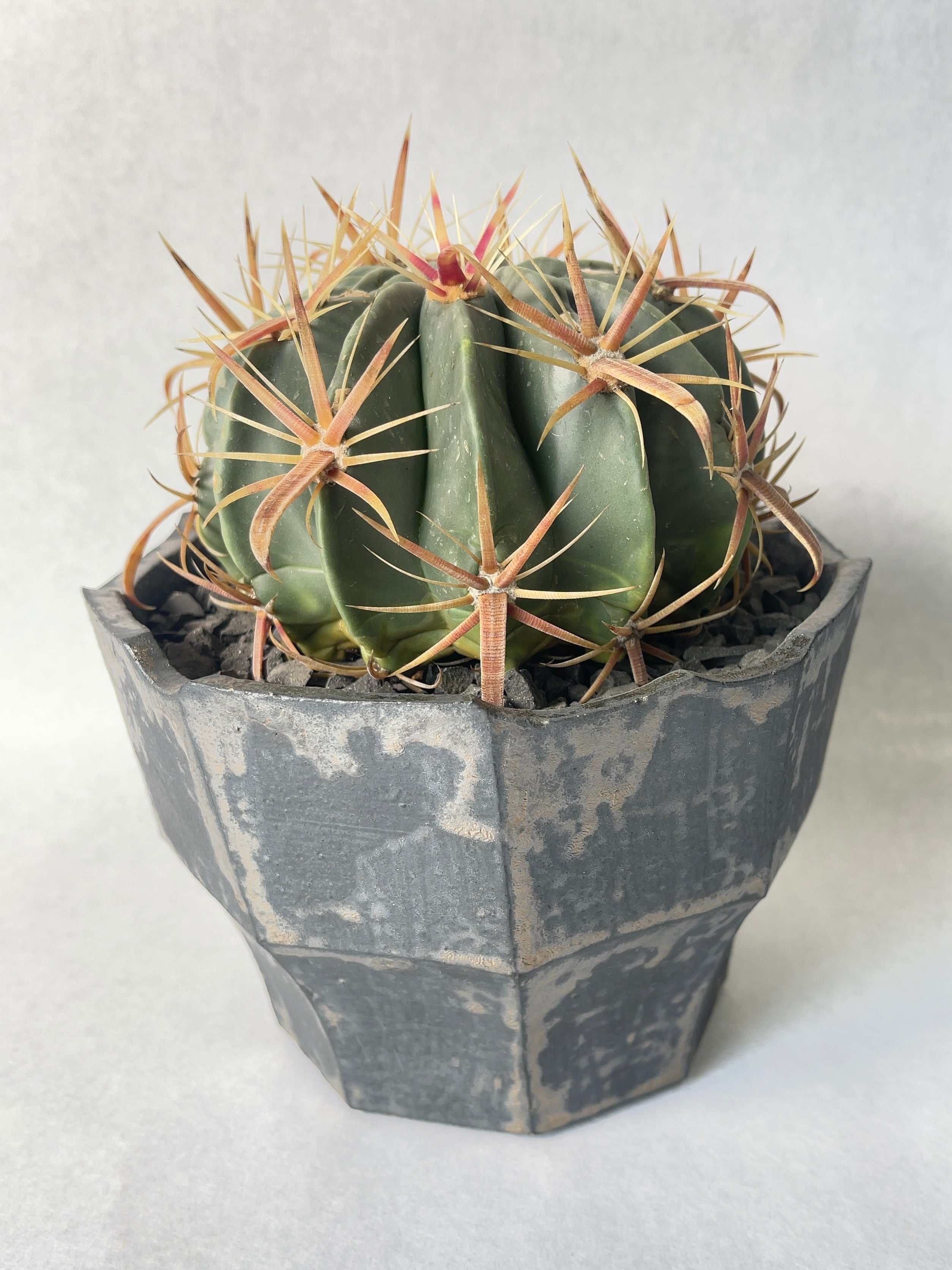 フェロカクタス・日の出丸 | trigger