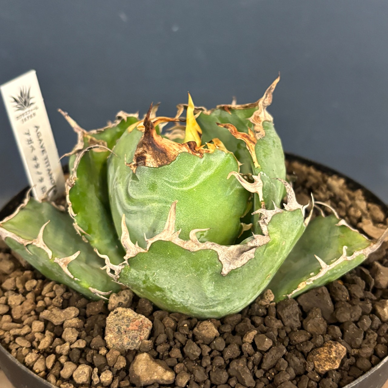 【選抜株】アガベ チタノタ 白鯨【511】