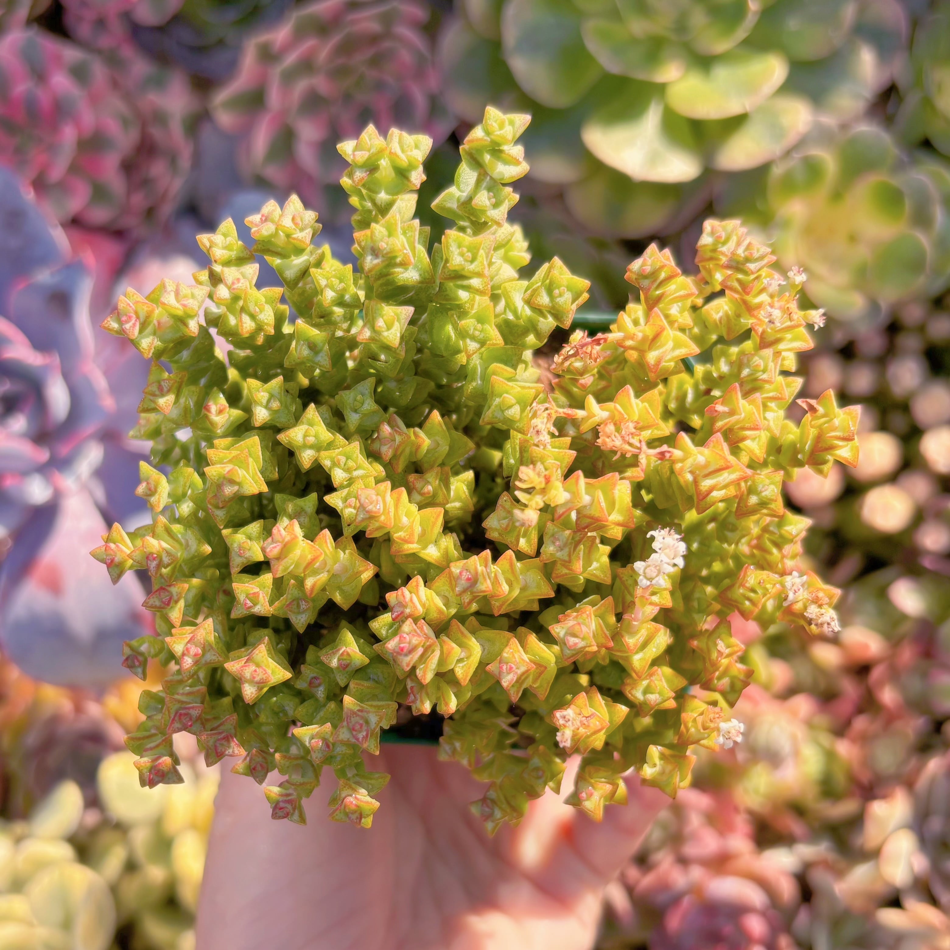 多肉植物　小米星　新入荷　るる農園