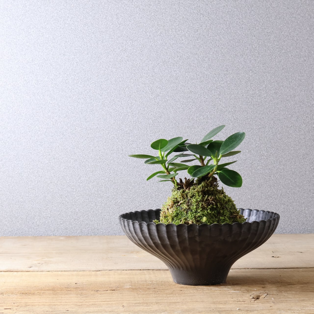 384 小さな森の守り神『パンダガジュマル苔玉』お皿付き 観葉植物