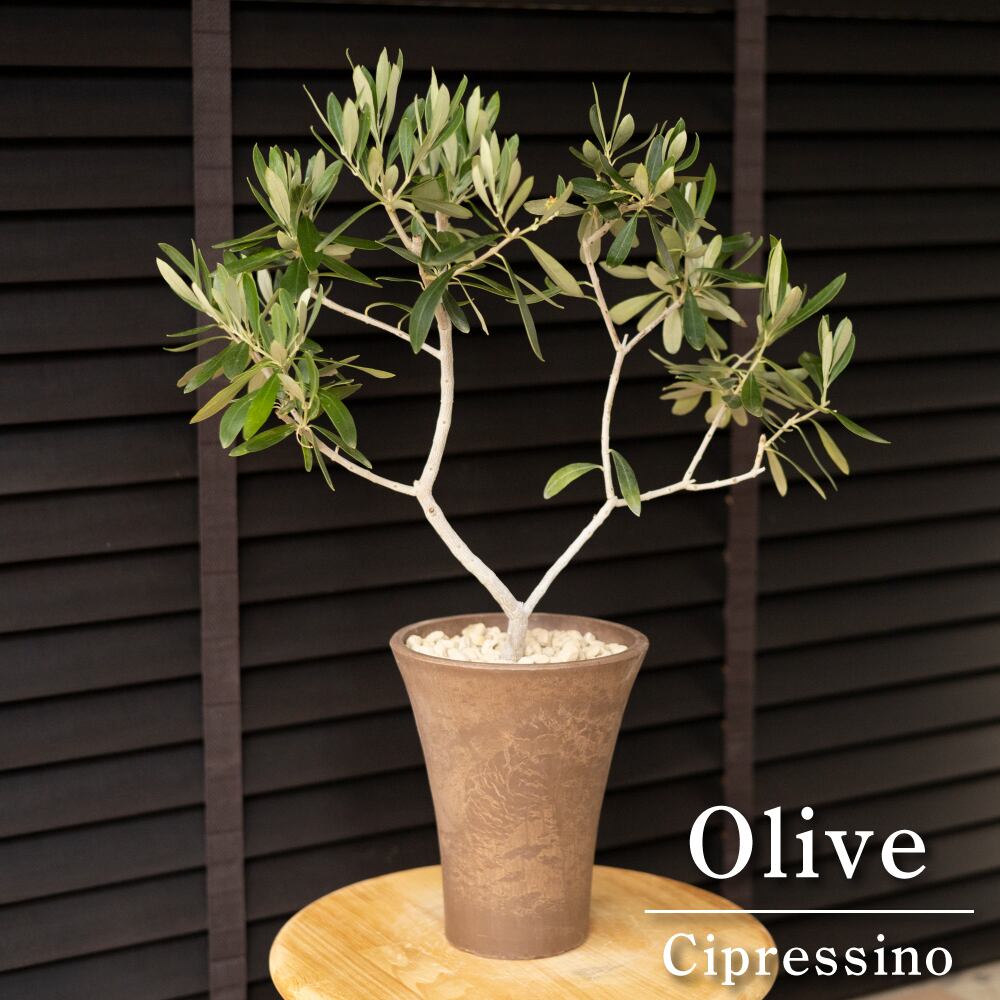 Olive オリーブの木 チプレシーノ Cipressino 盆栽 オリーブ | SABOTEN