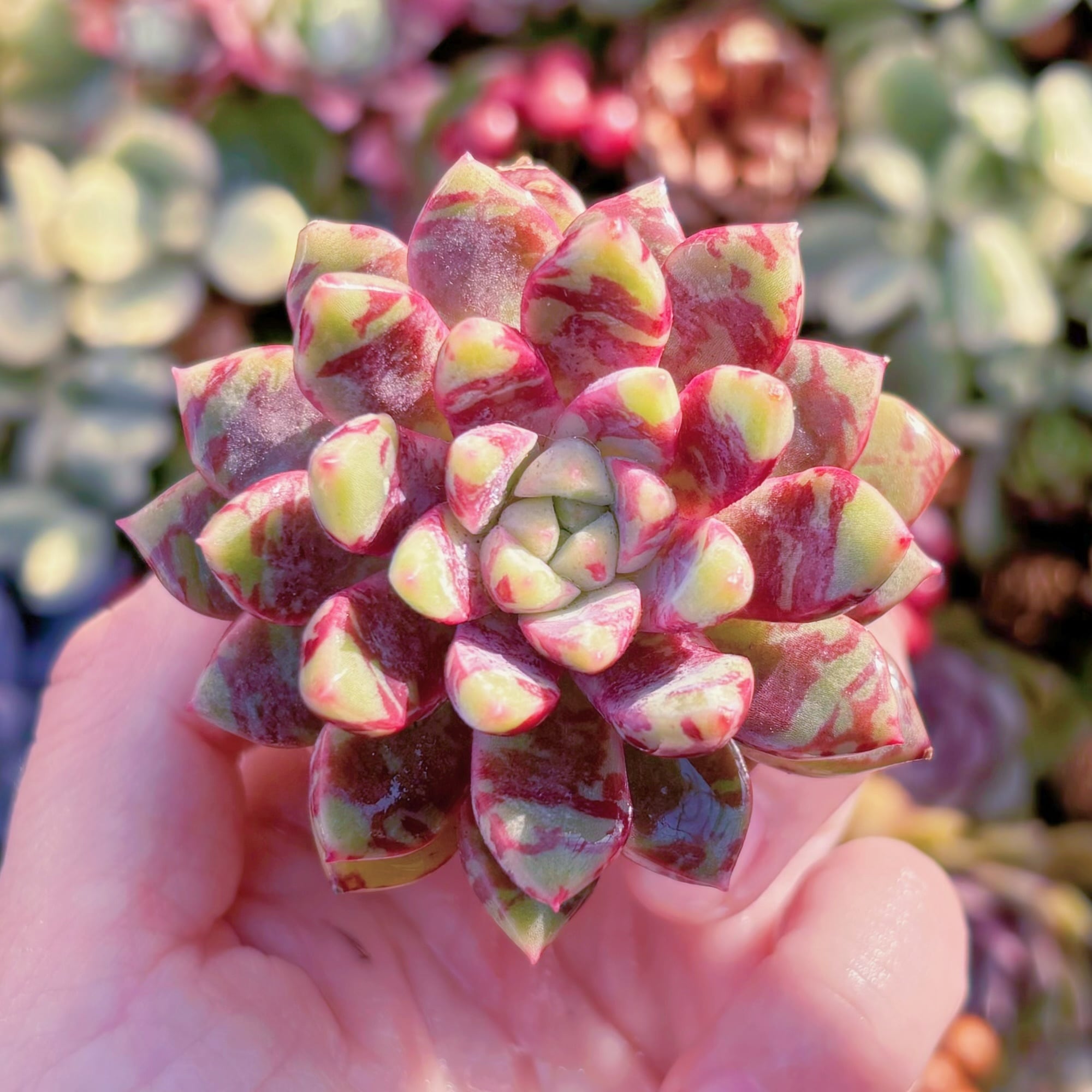 多肉植物 ブラッドスワロー 新入荷 るる農園 | るる農園~多肉植物専門