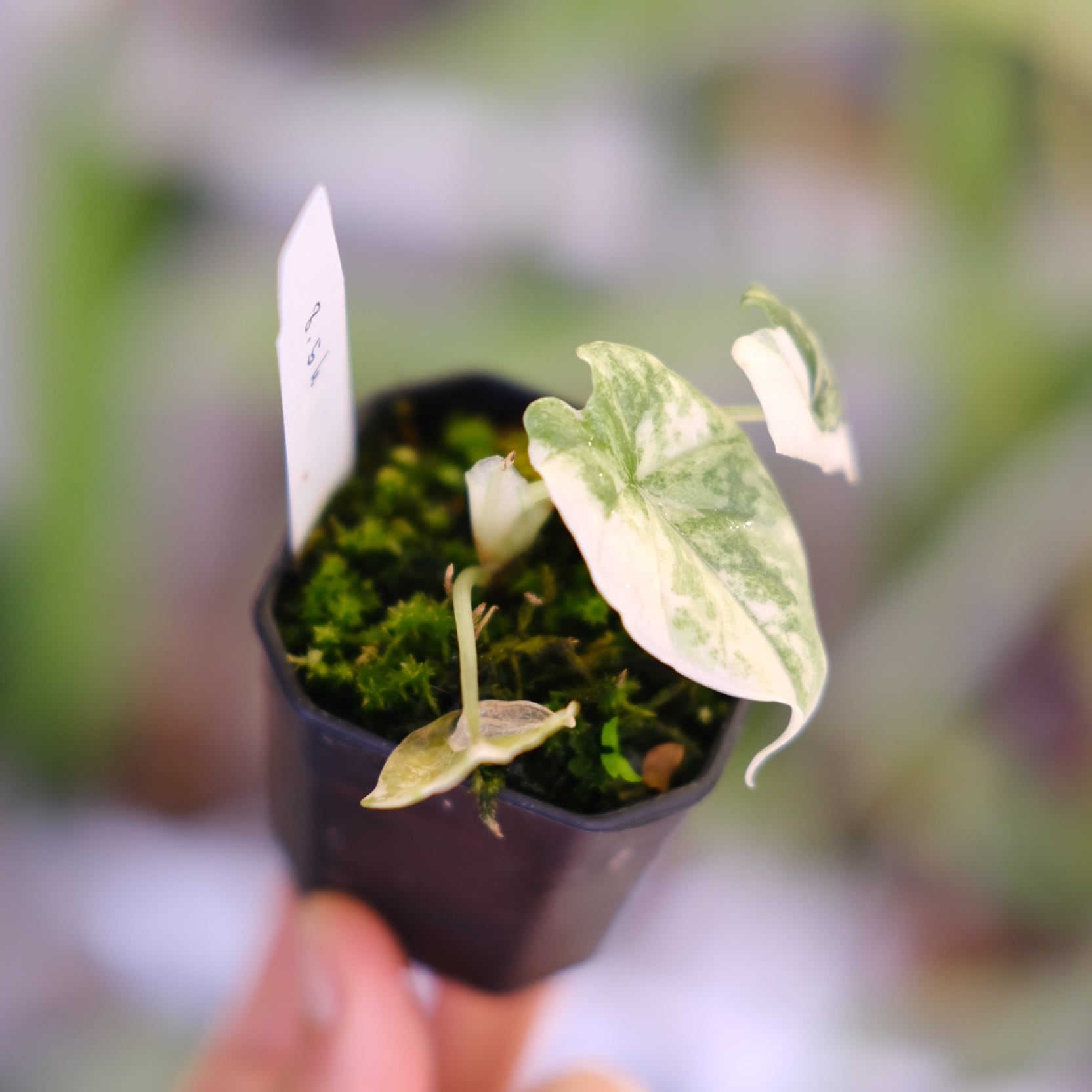 アロカシア メロ アルボ│Alocasia melo 'Albo' Var.②│観葉植物