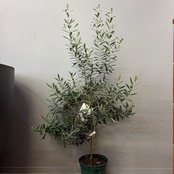 【新着3日限定10%OFF】オリーブ　デルモロッコ【1095】