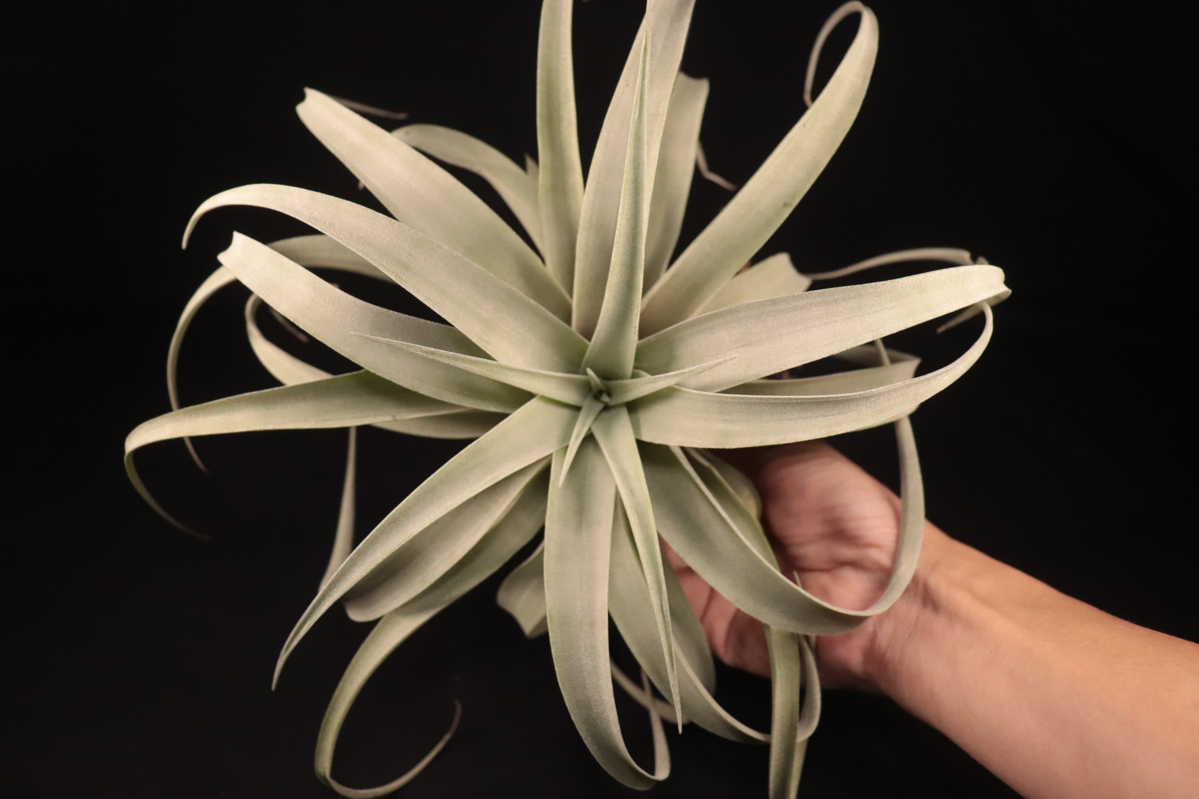 チランジア カピタータ シルバーローズ チランジア ／ カピタータ シルバーローズ (T.capitata