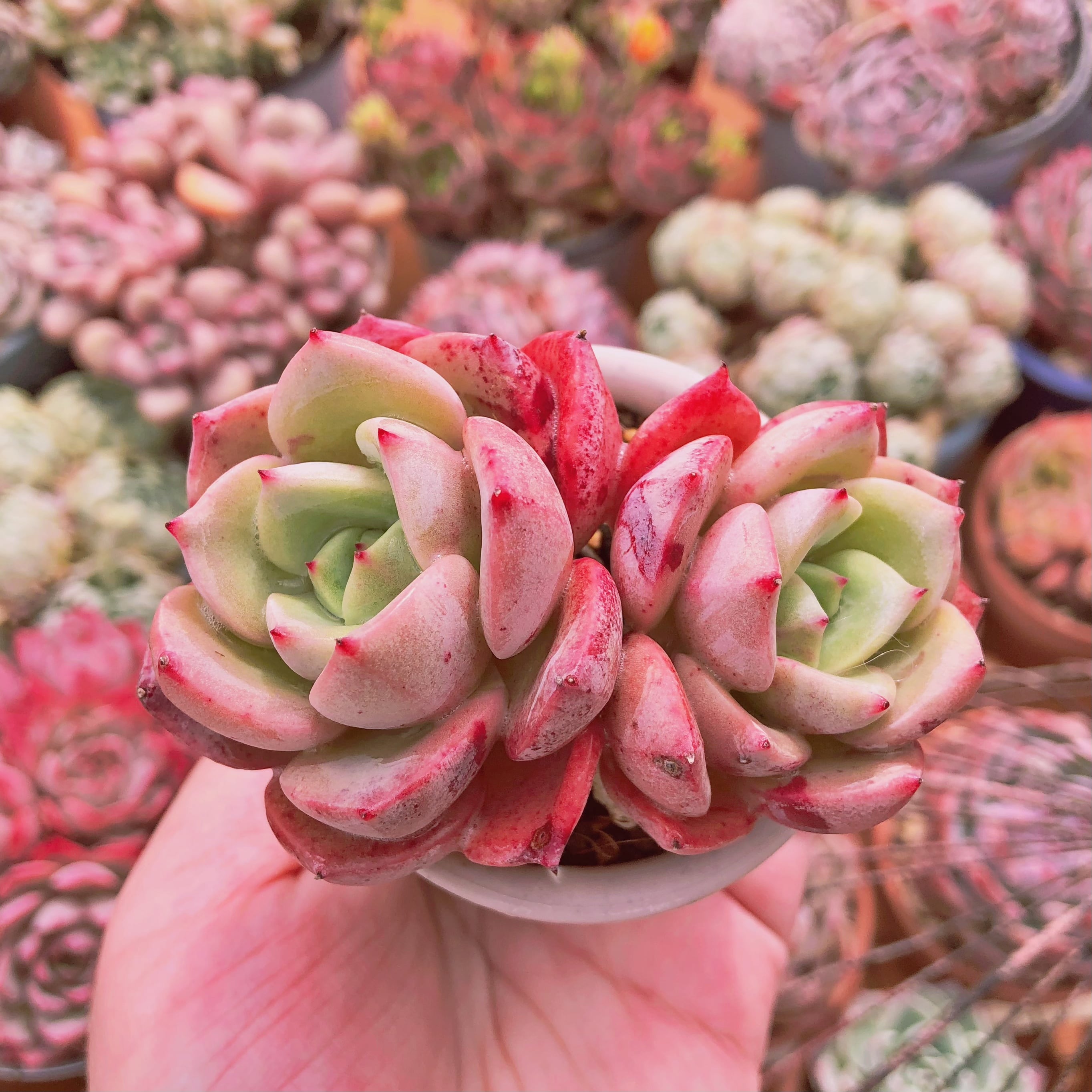 多肉植物 シャルモン 群生 | るる農園~多肉植物専門