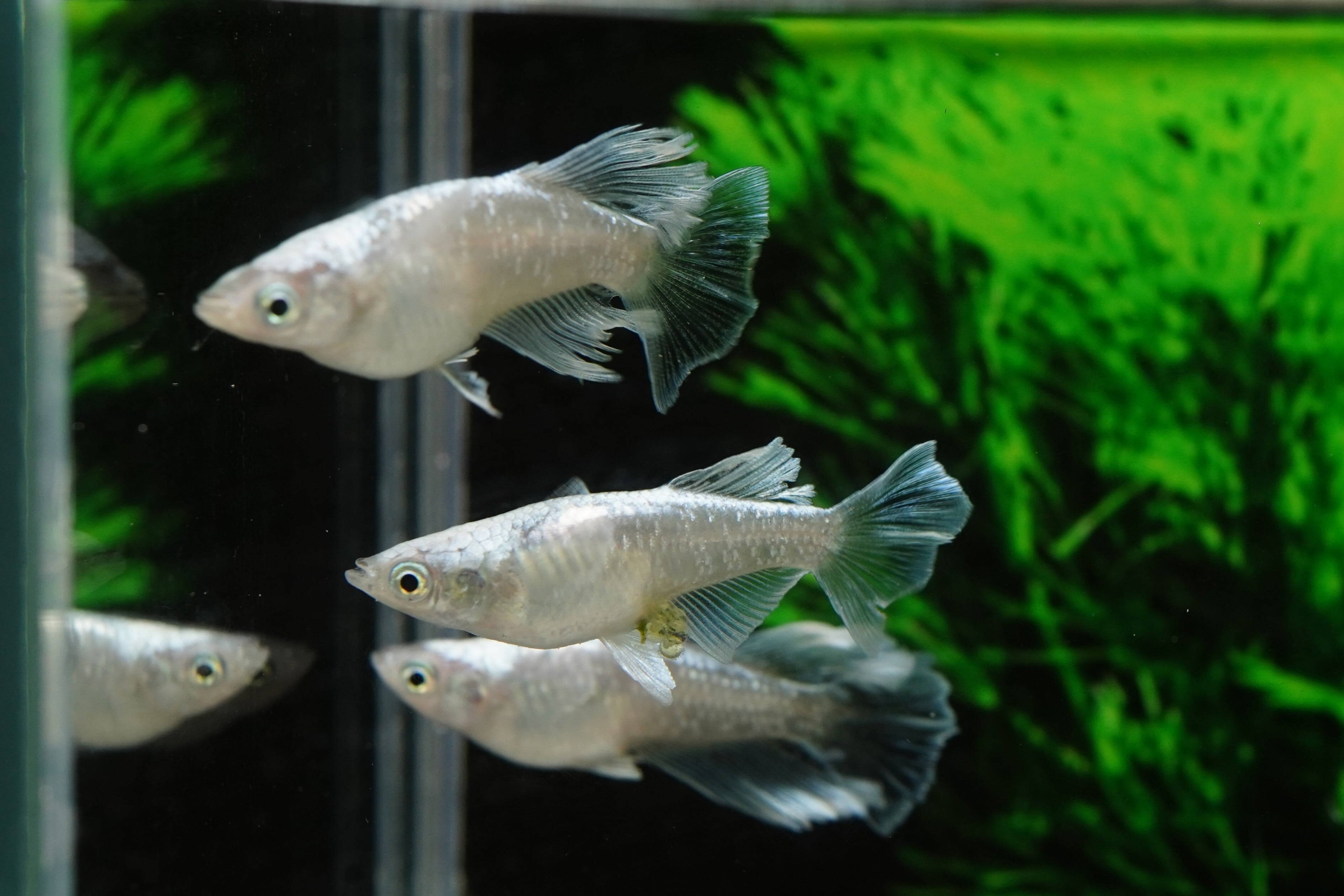 【1ペア】レーヴ光体型