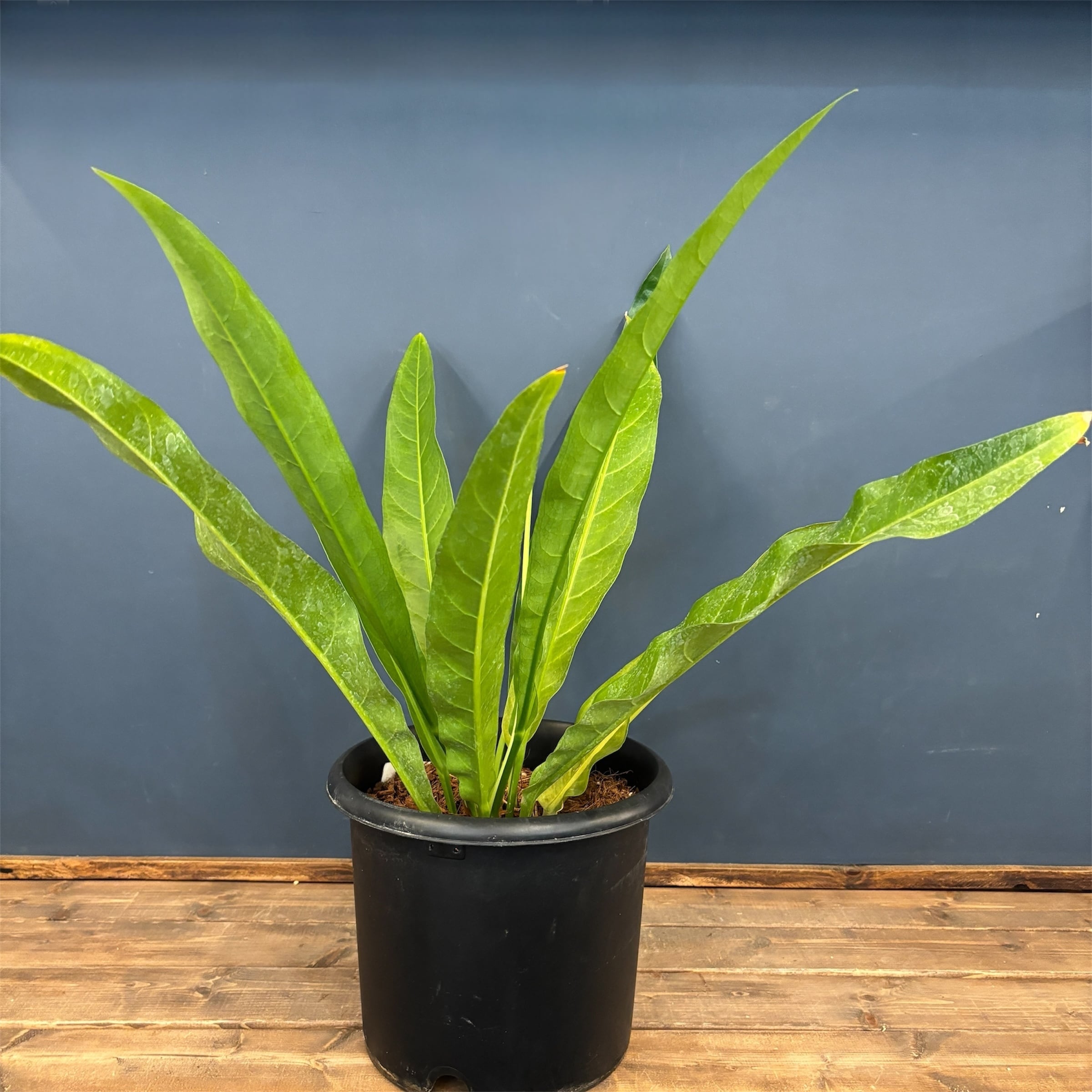 アンスリウム ルネッサンス【753】 | PROTOLEAF プロトリーフ