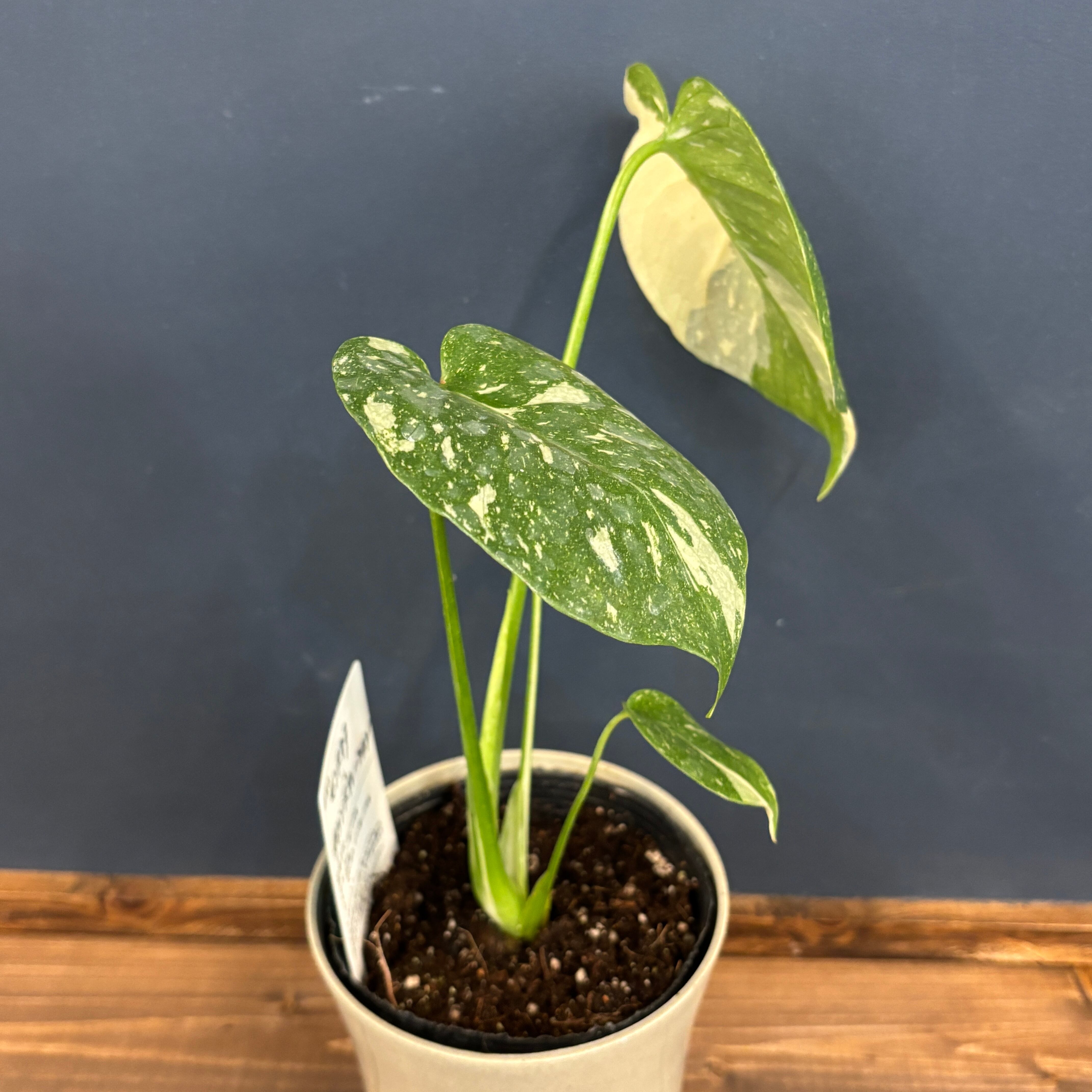 モンステラ タイコンステレーション【26】 | PROTOLEAF プロトリーフ