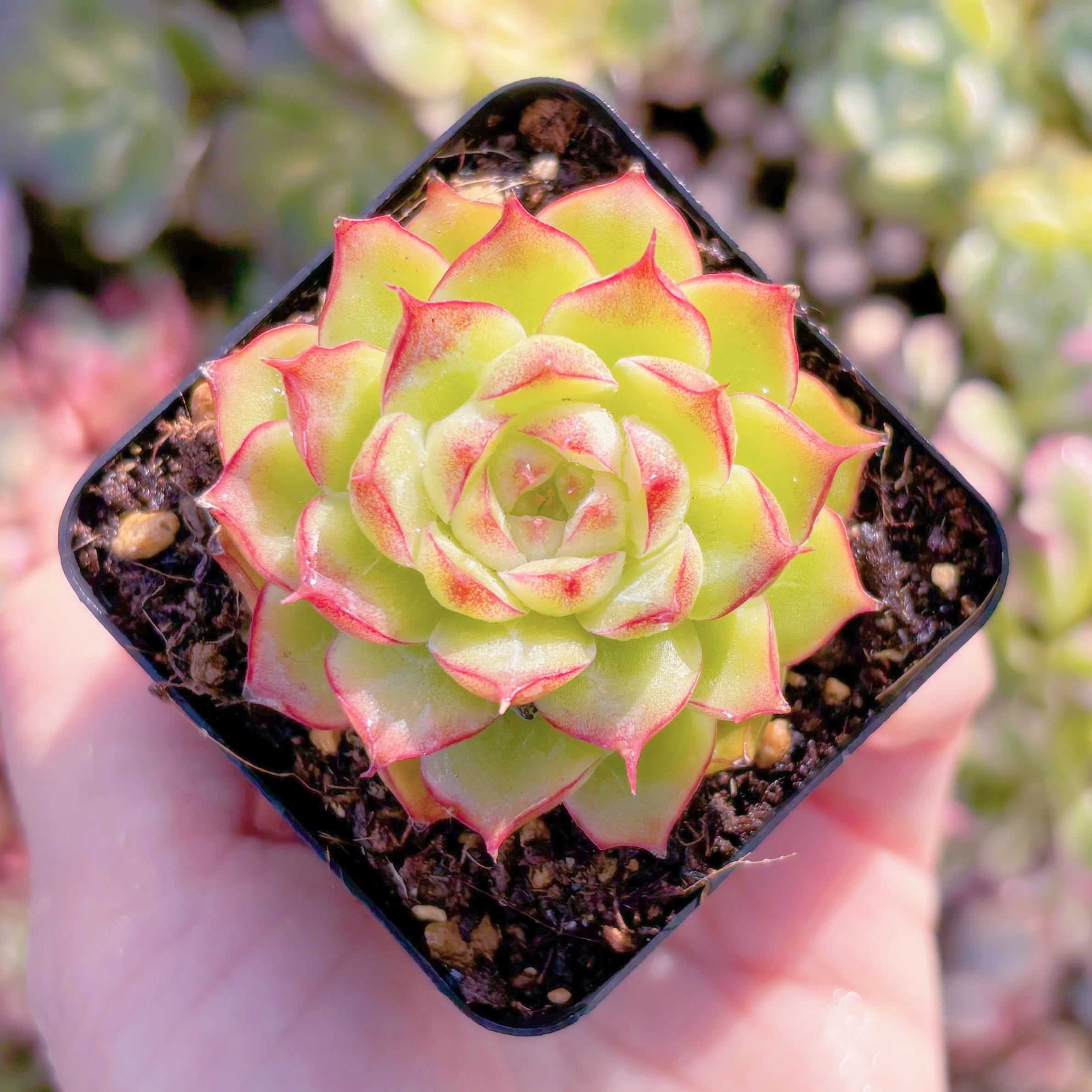 現品　女王ローズ#856　古株　るる農園