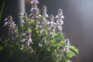 トゥルシ(ホーリーバジル)　フレッシュハーブ