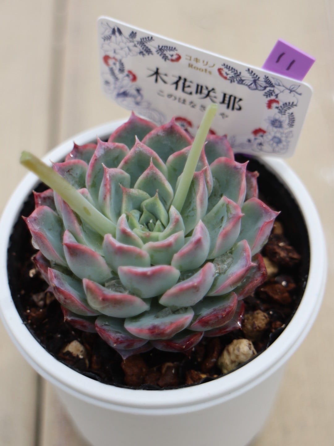11 木花咲耶(このはなさくや)